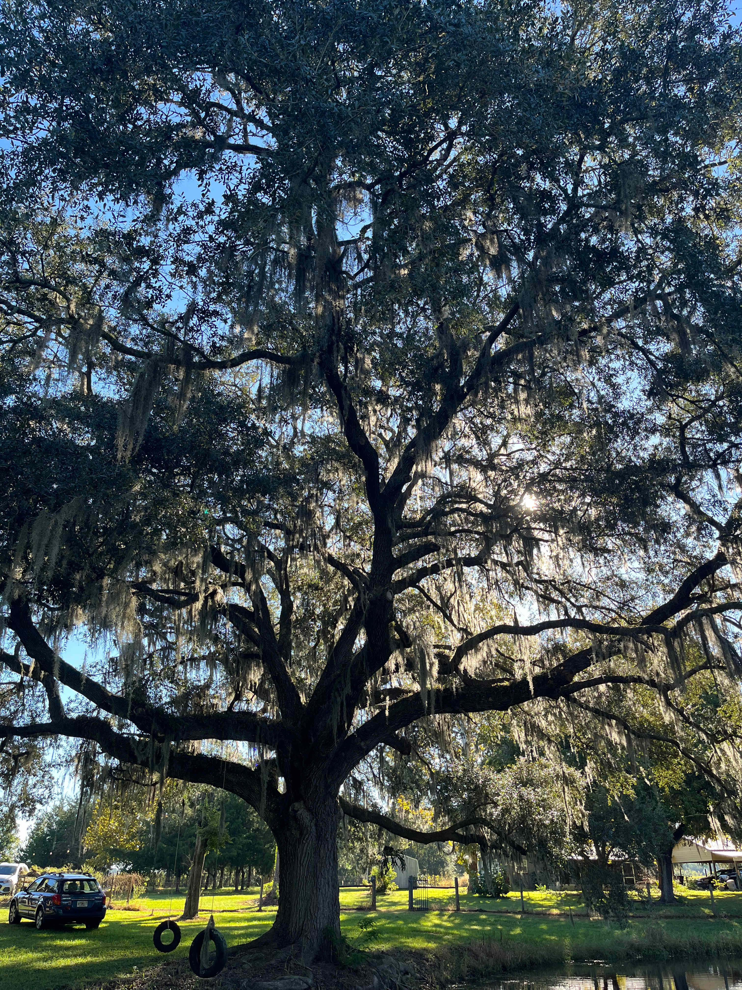 Sunshine peeking through the live oak. An incredible view!