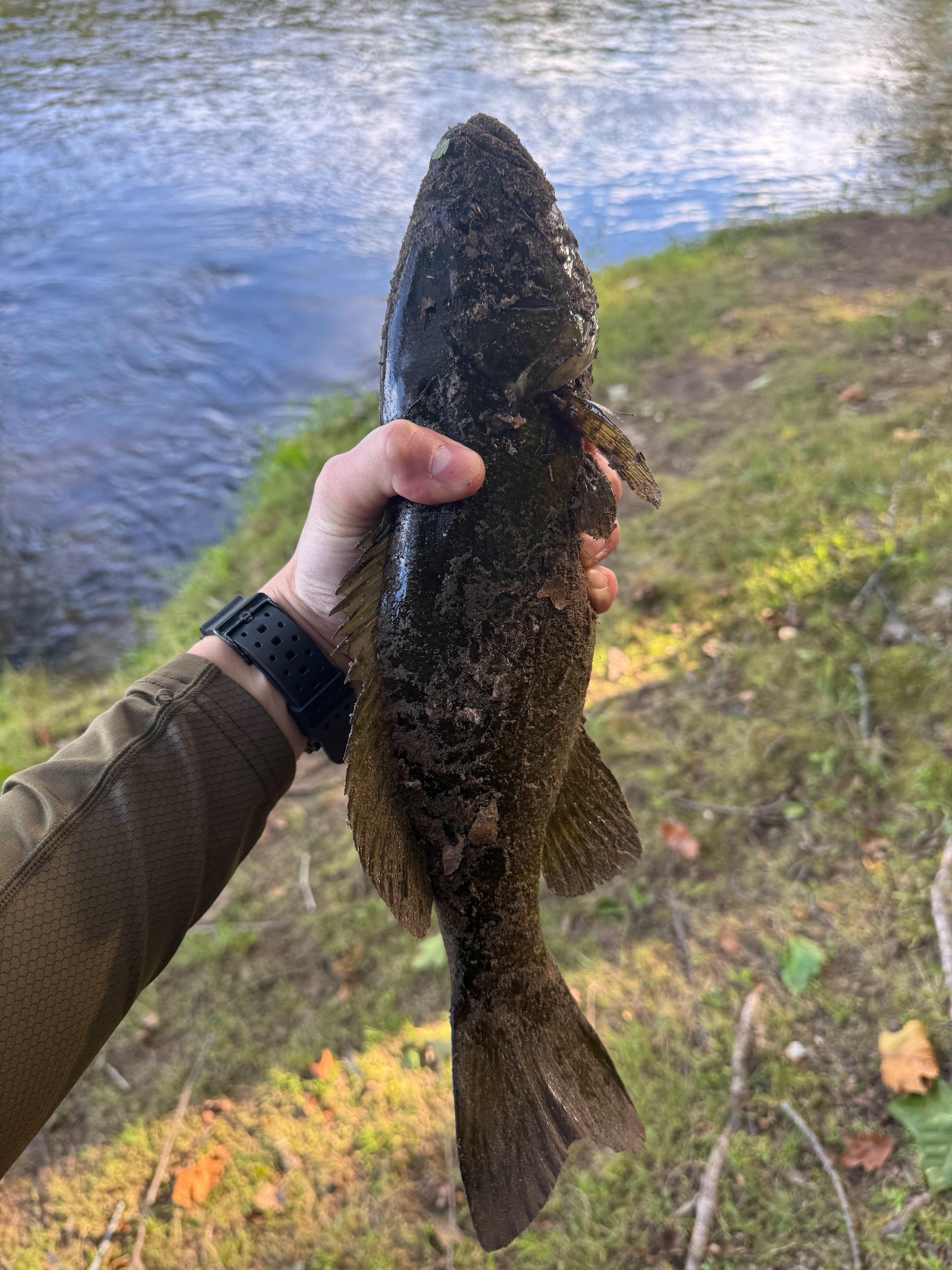large bass, right off the banks of rivers edge