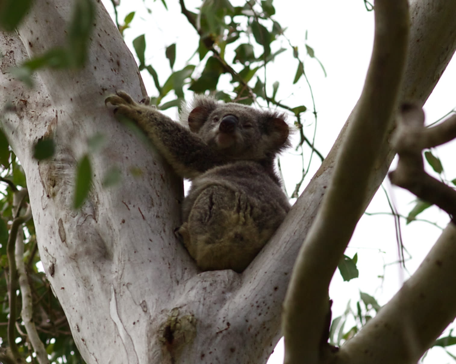 Have you heard a Koala growl?