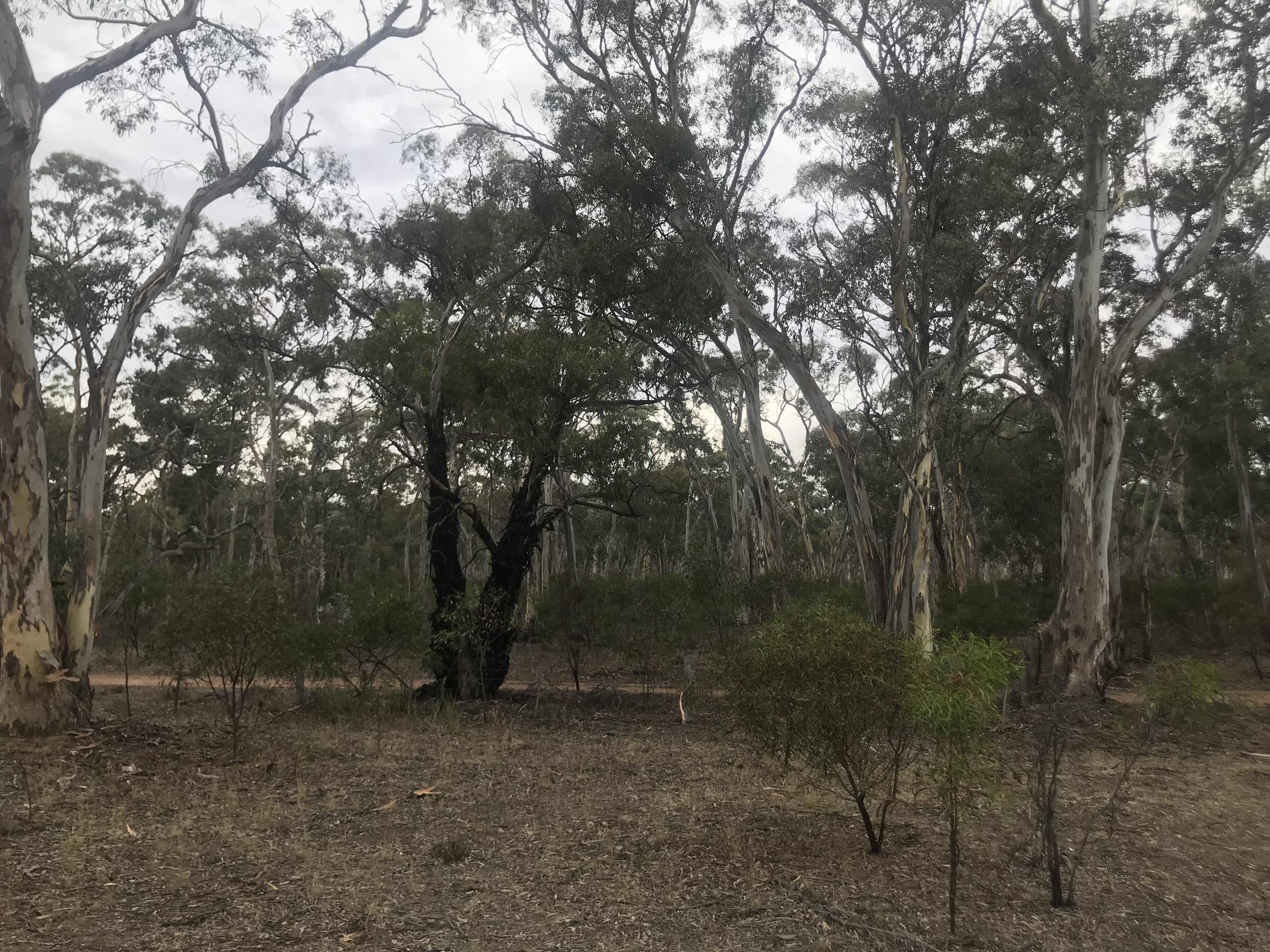 Eleutheria Grove