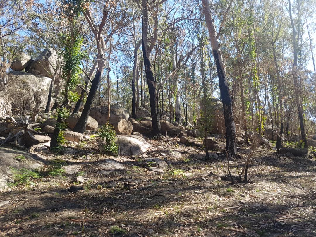 Life after the fires