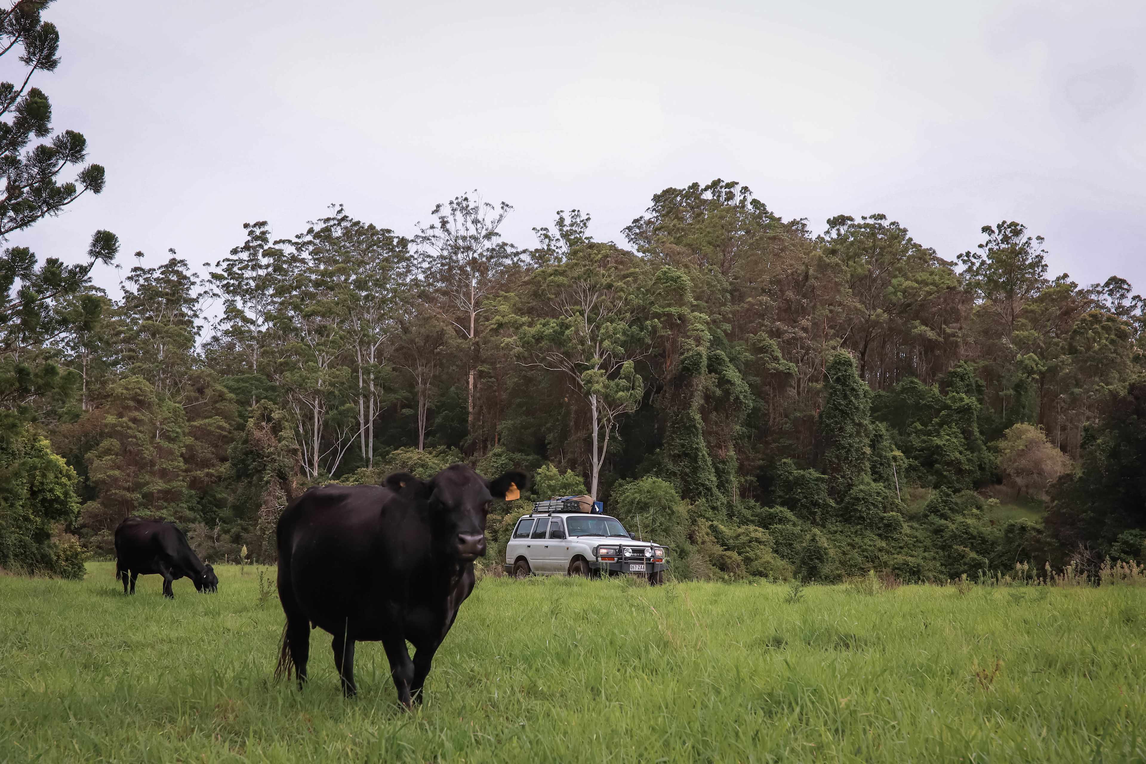 Our free roaming friendly cows