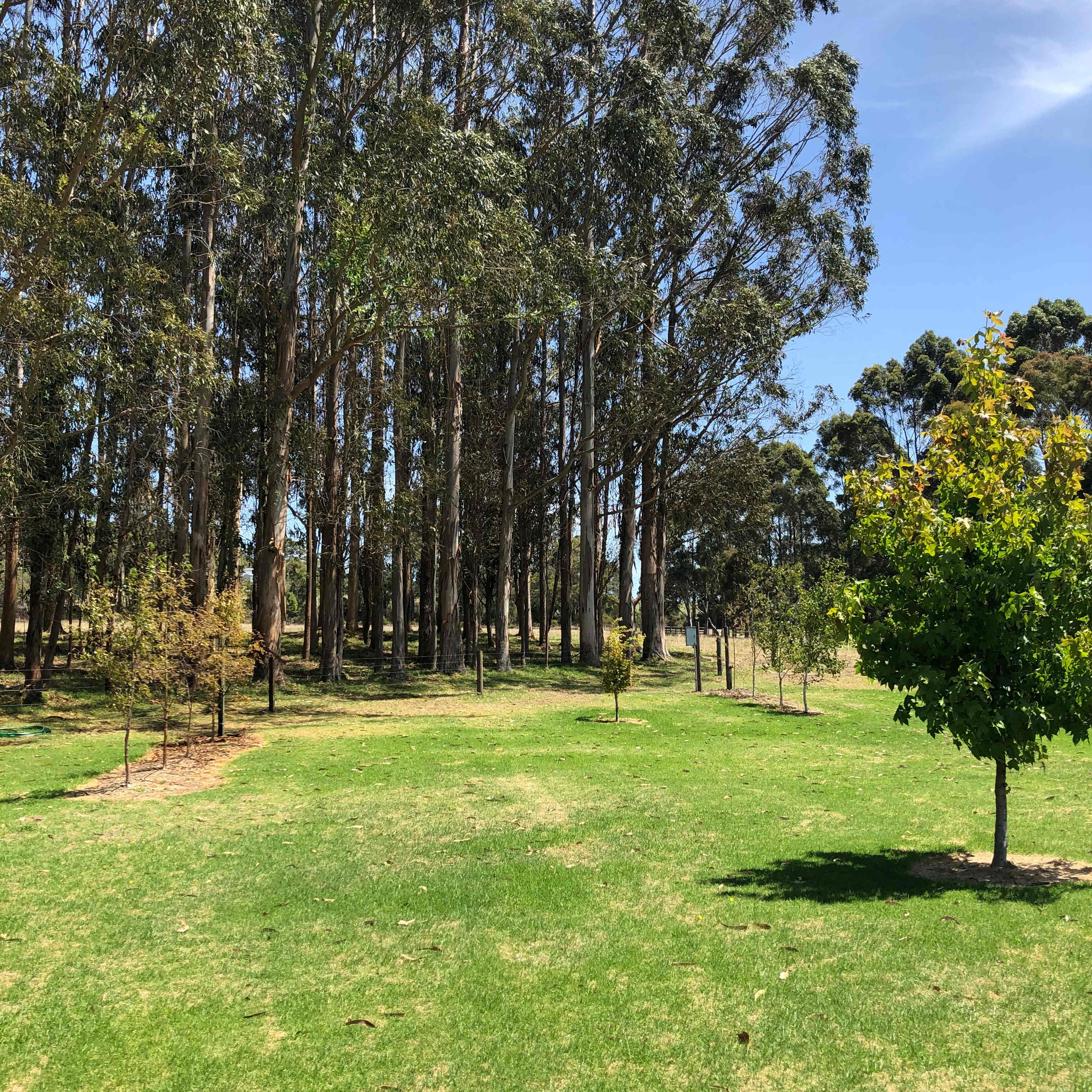 Bay #3 (Liquid Amber)