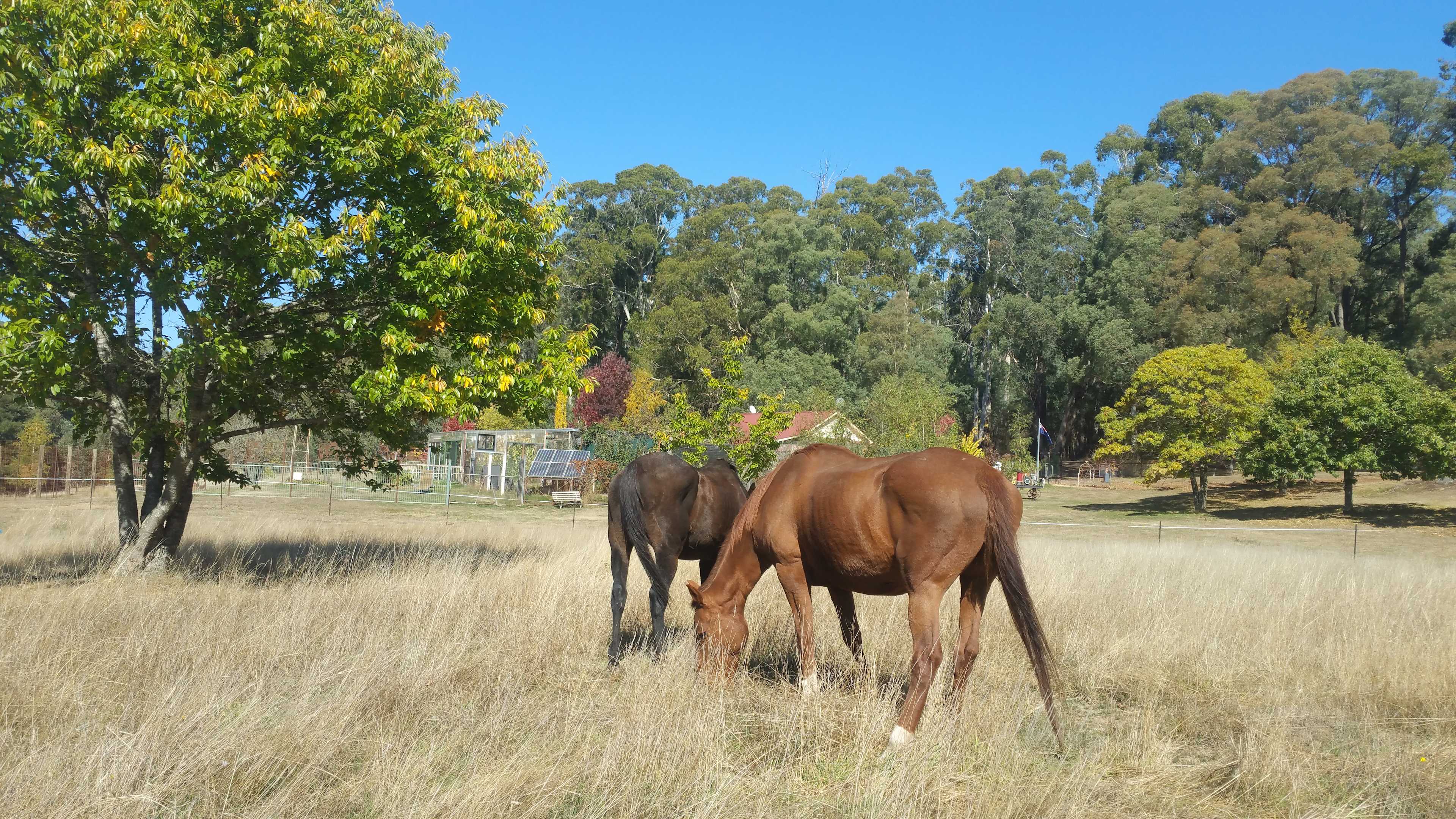A paddock for the GG's