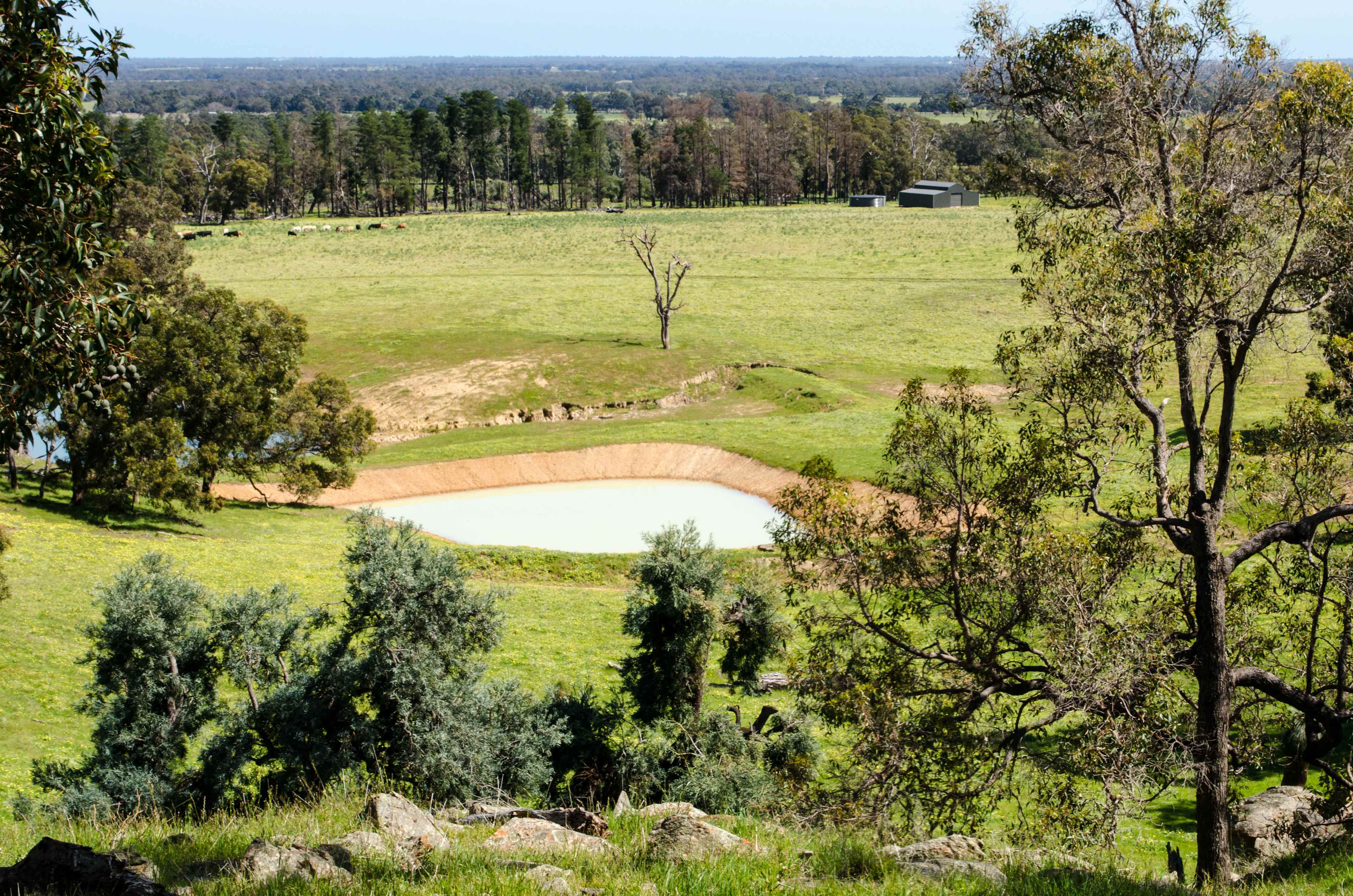 Jacaranda Hill Farm