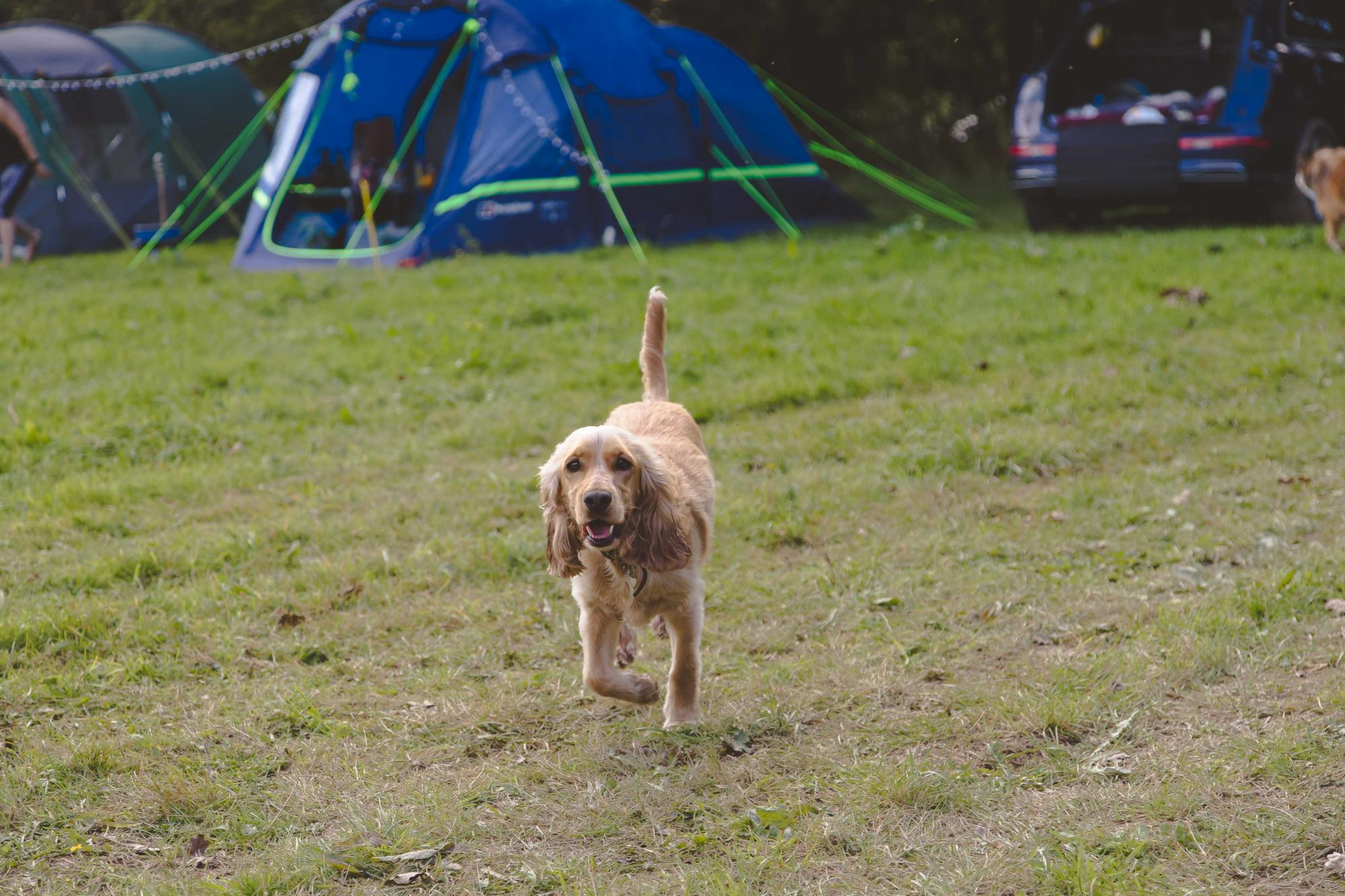Dogs are welcome at Bush Farm Campsite.