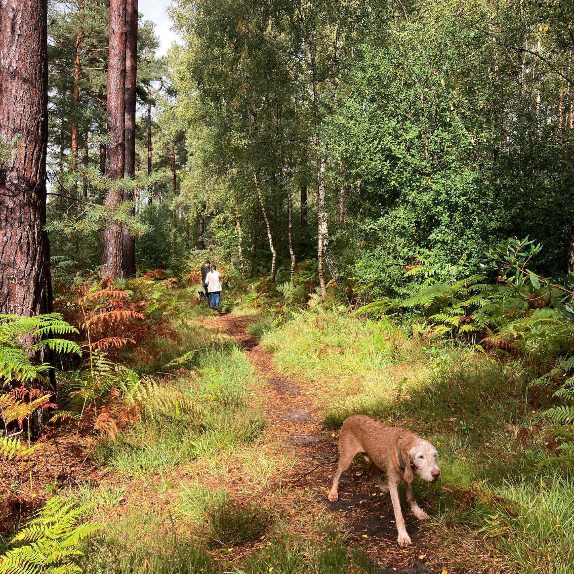 Woodfire at Westerlands