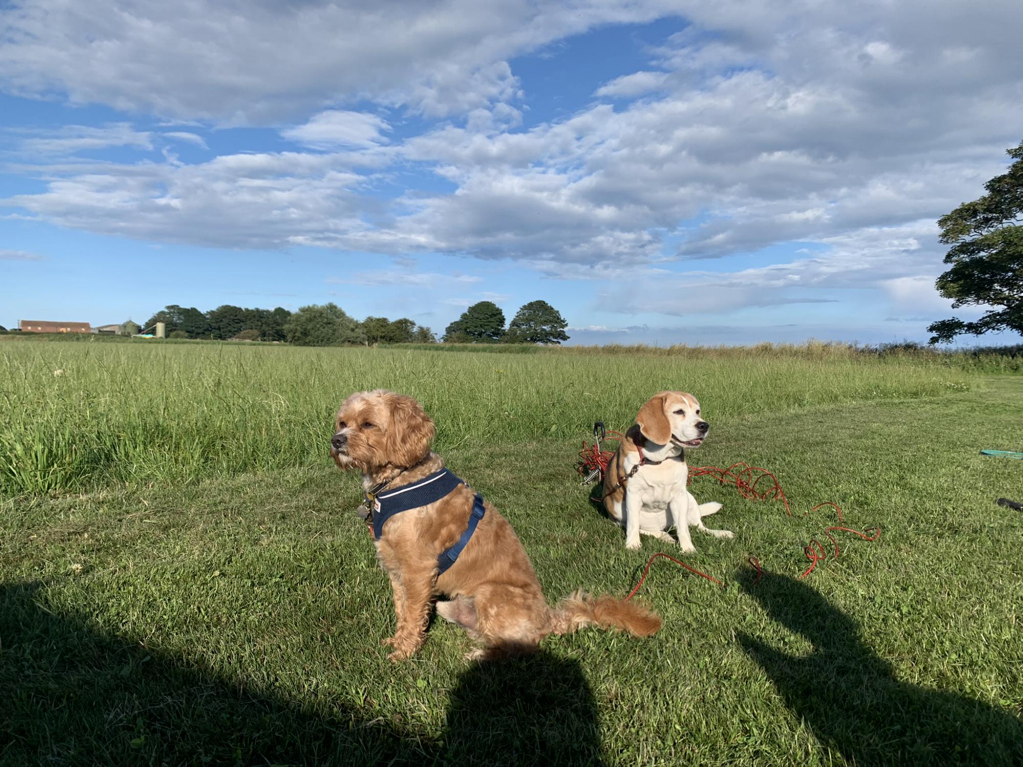 The Grove@Creekside Grass Electric Pitch