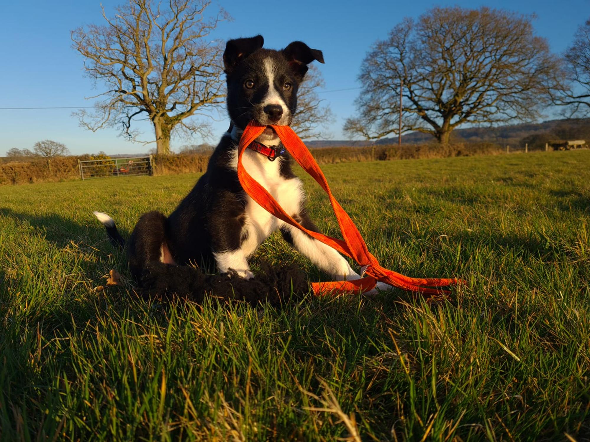 Buckland Farm Camping