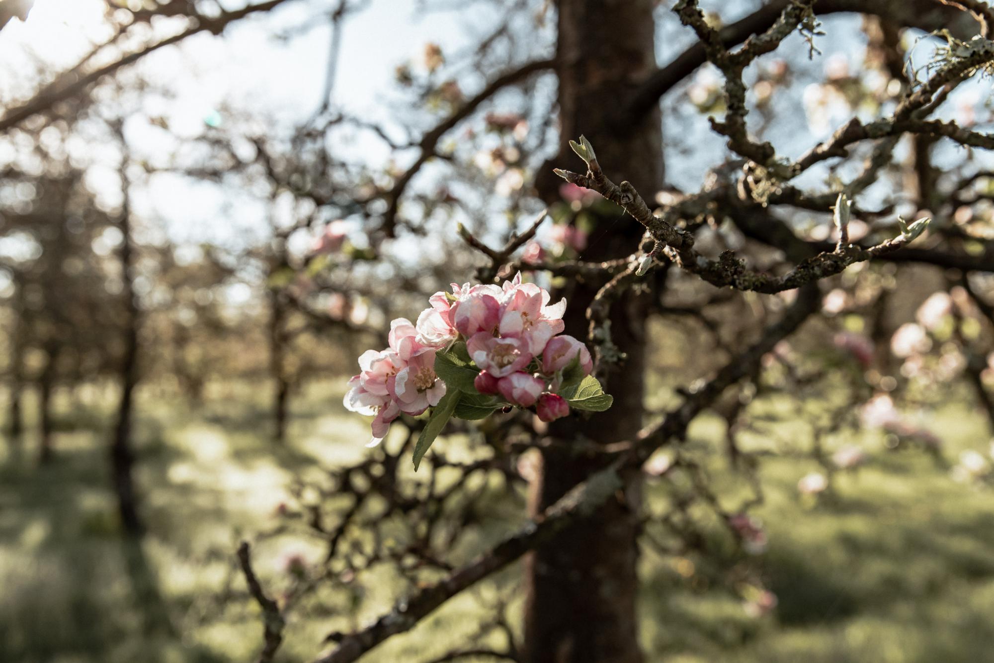Cider Farm Orchard Campsite