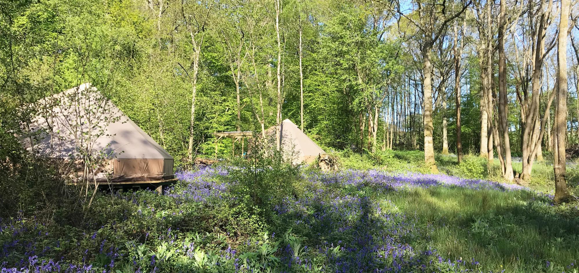 Bell tents in the bluebells at Wild Boar Wood Campsite in Sussex