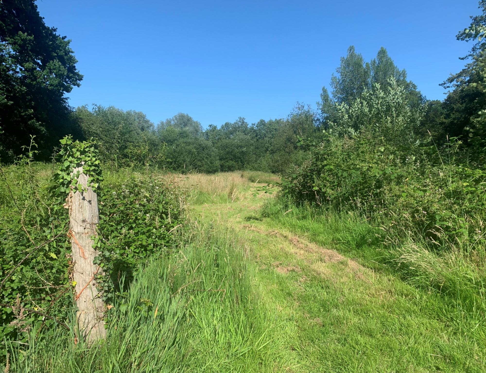 Archer’s Field