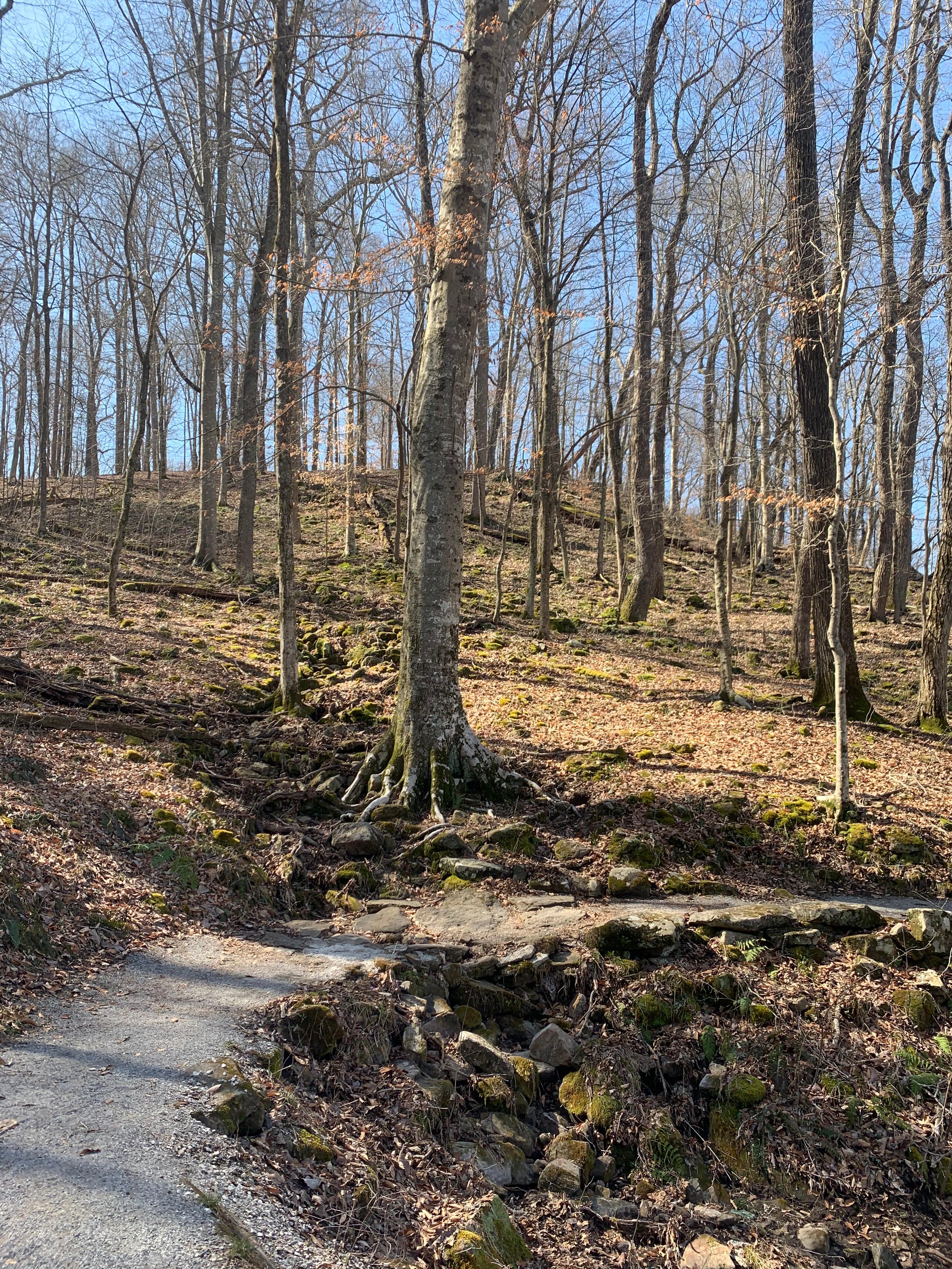 Mammoth Cave Campground