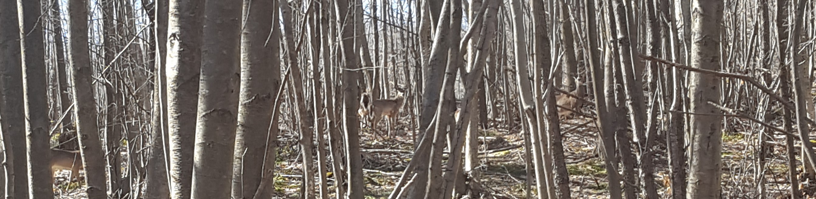 Deer on the property are often spotted on the hiking trails