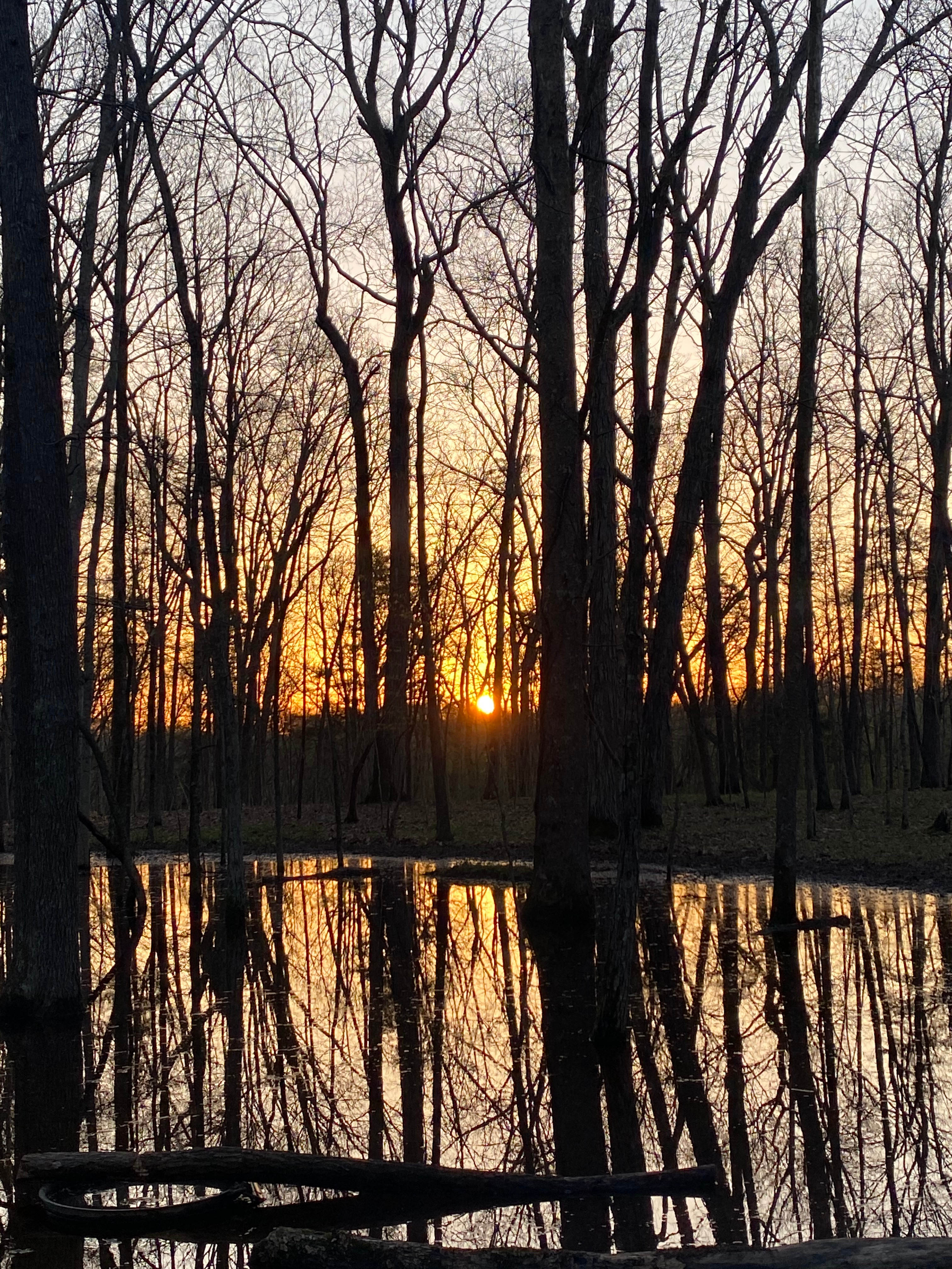 Sunrise from backwoods site 2 in the wetlands area.  