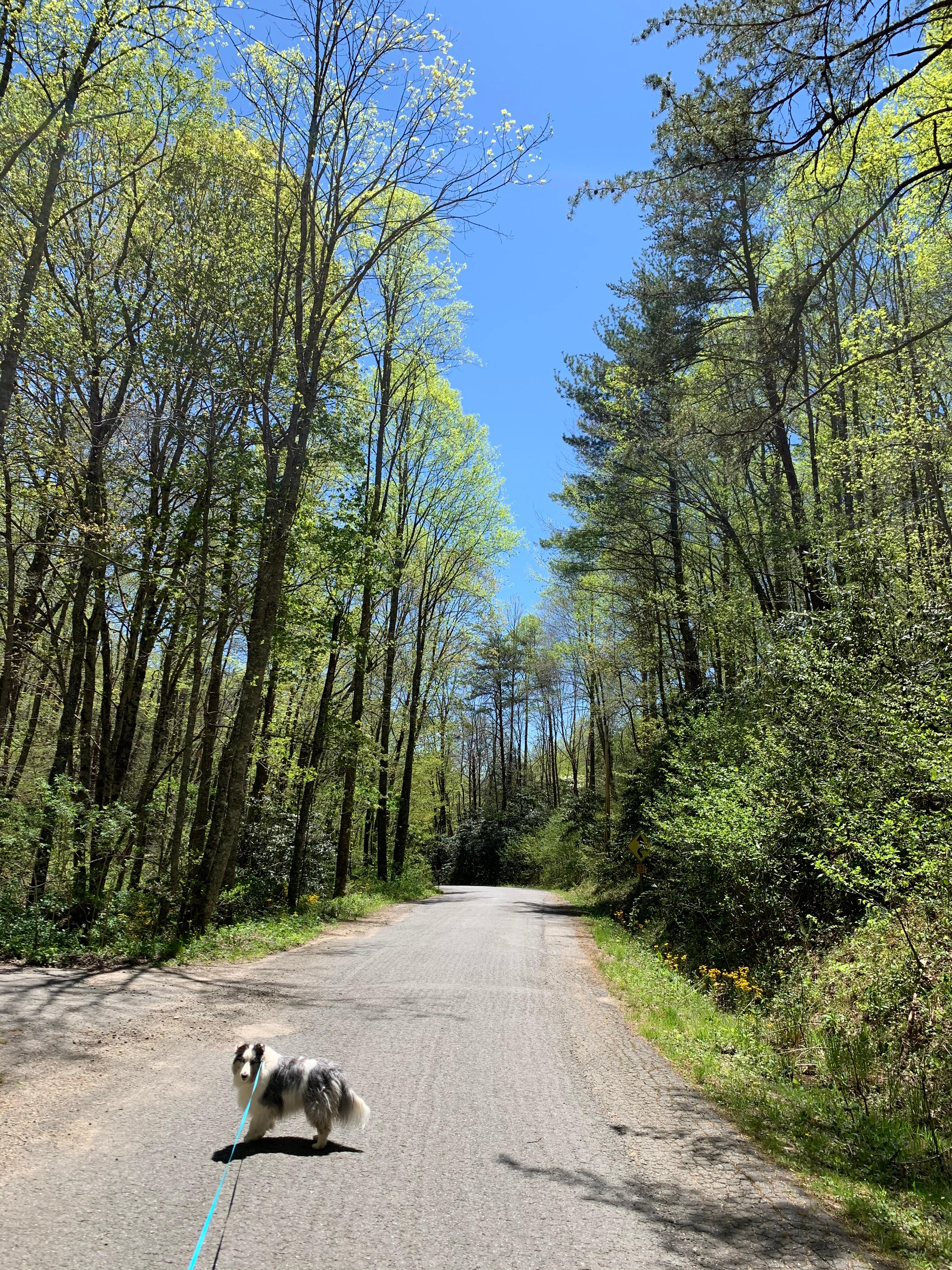 Kinderhook Hollow Ponds/Brook