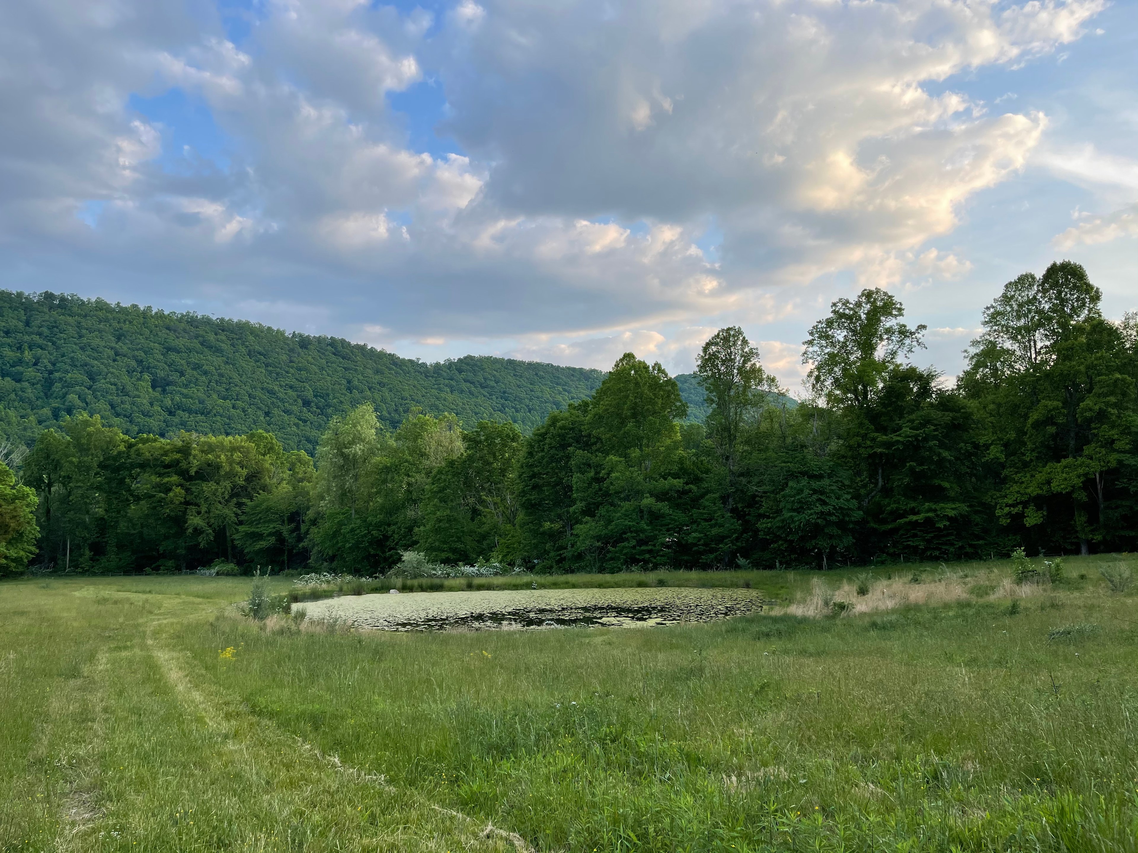 Creeping Thyme Forest