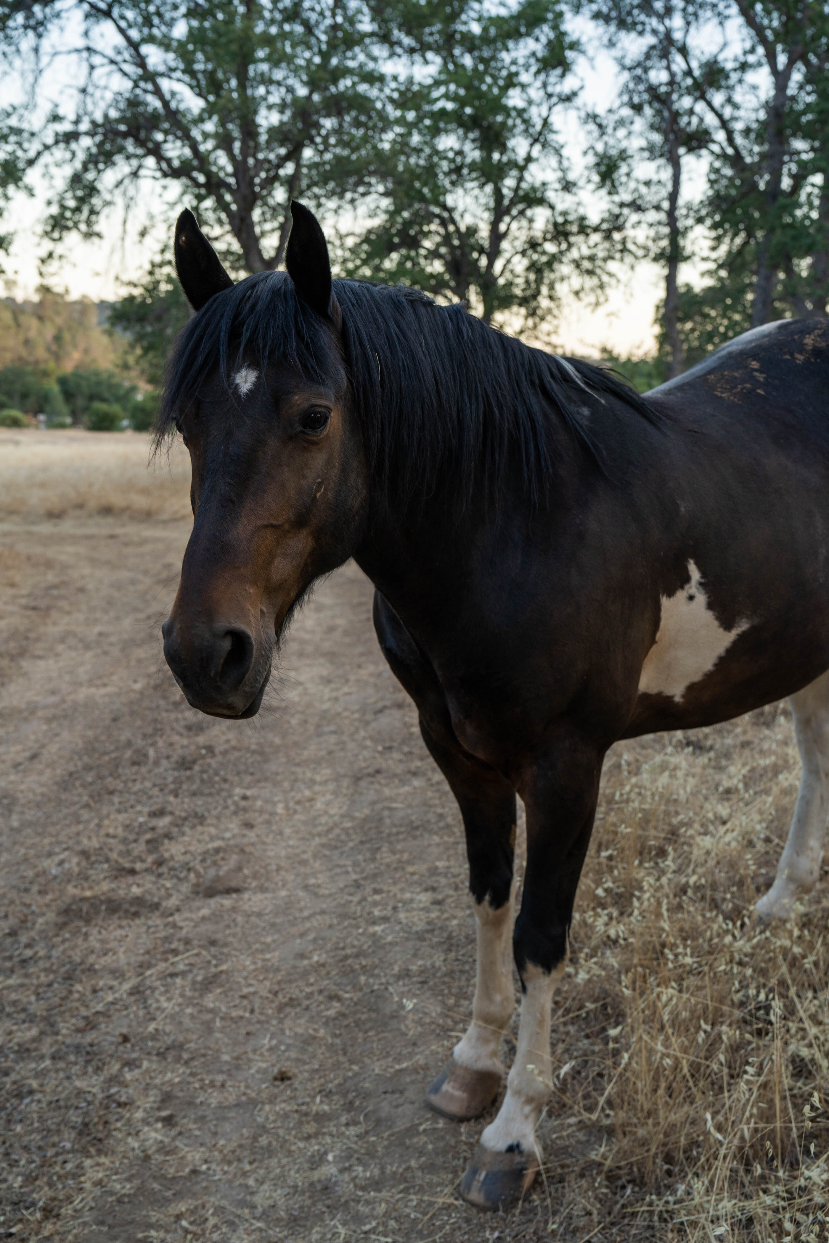 Ace's Yosemite Hide Out