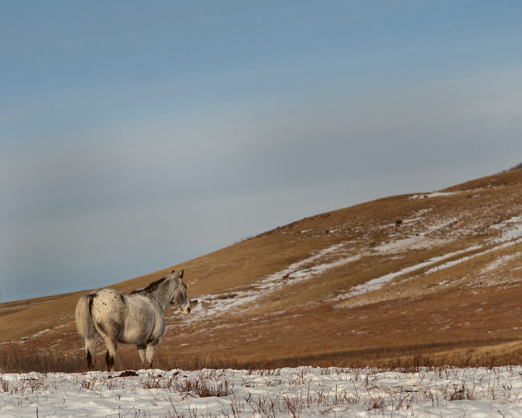 Glenbow Ranch Provincial Park