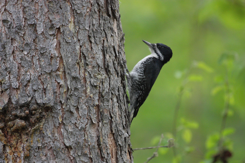 Notikewin Provincial Park