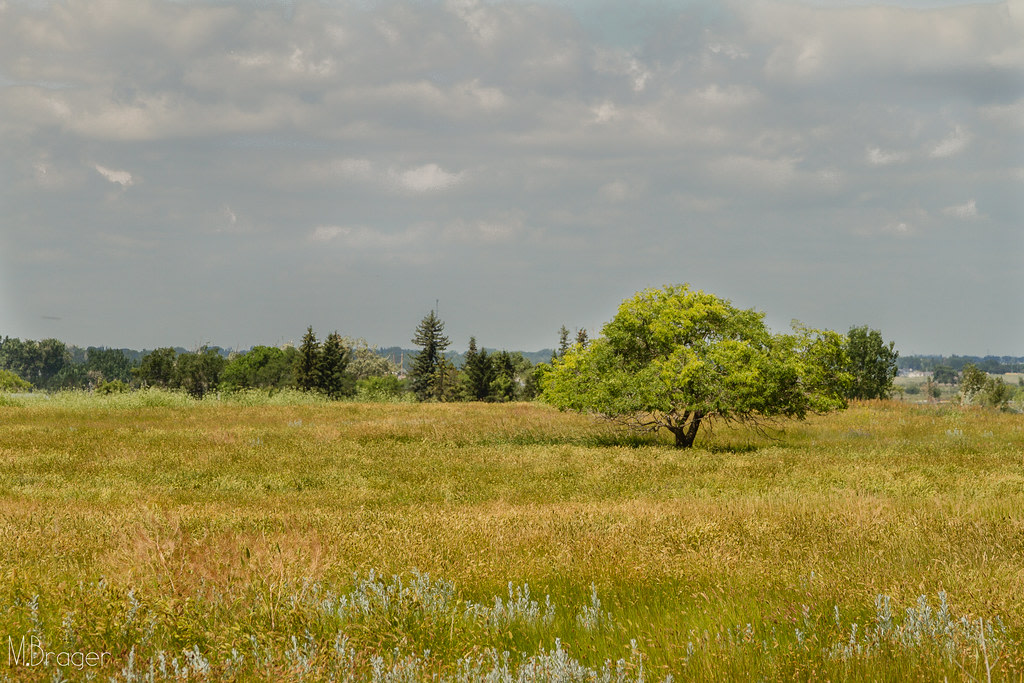 Tillebrook Provincial Park