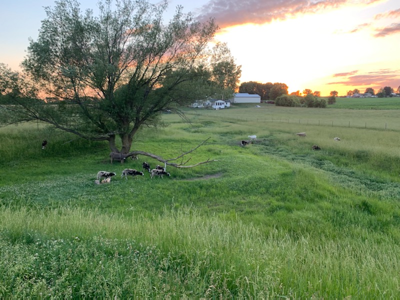 Goatland