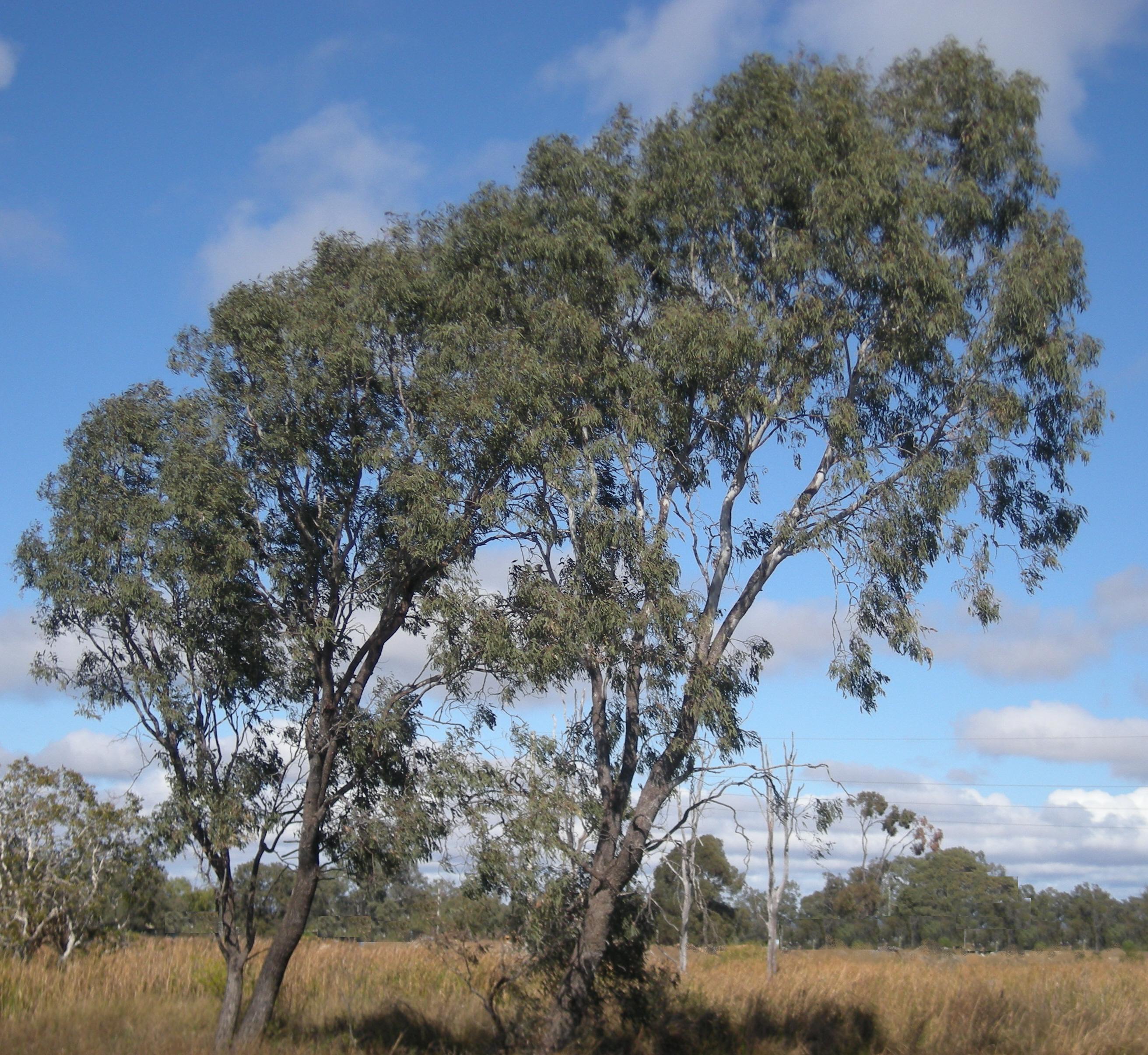 Culgoa National Park