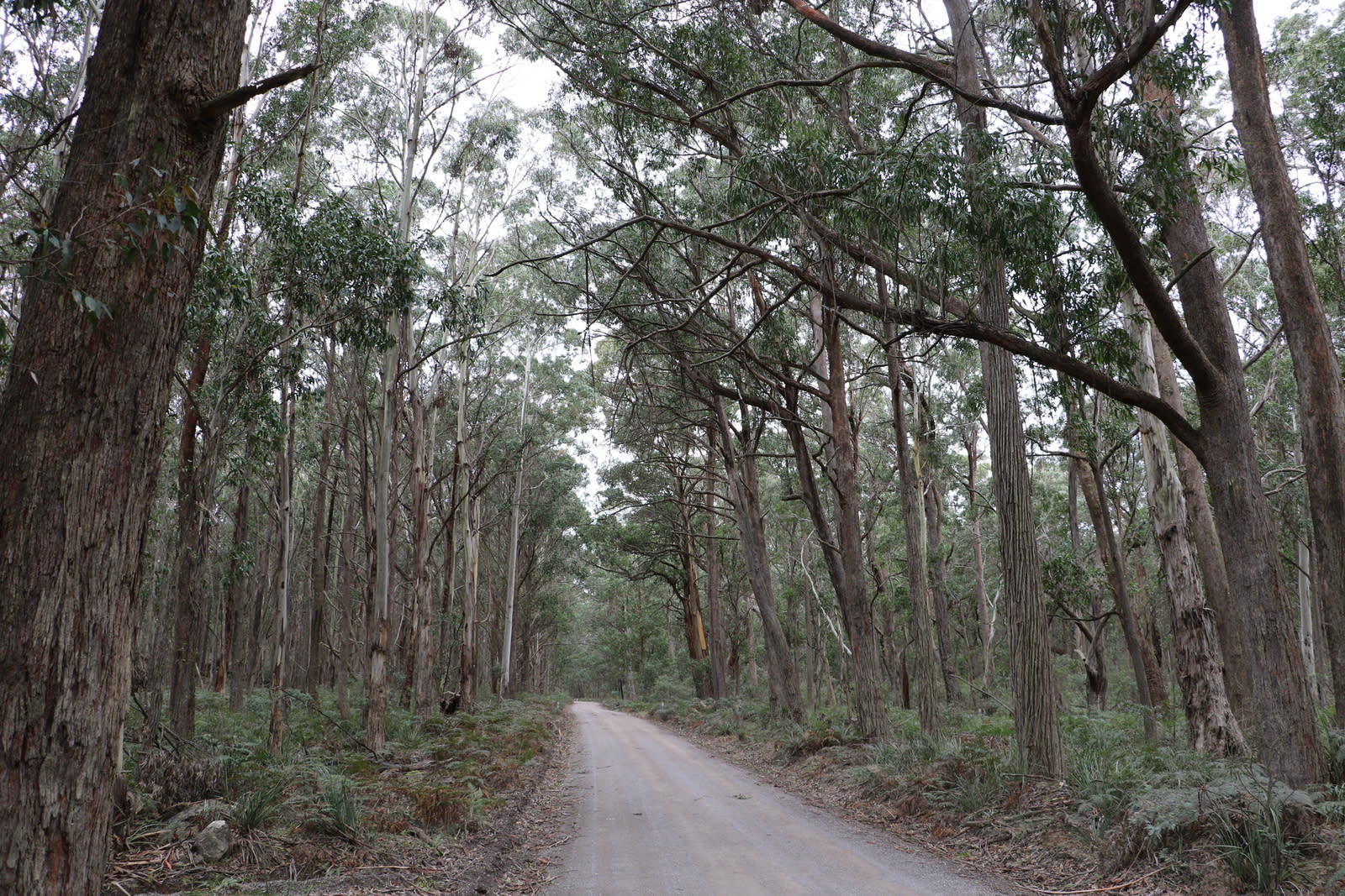 Mares Forest National Park