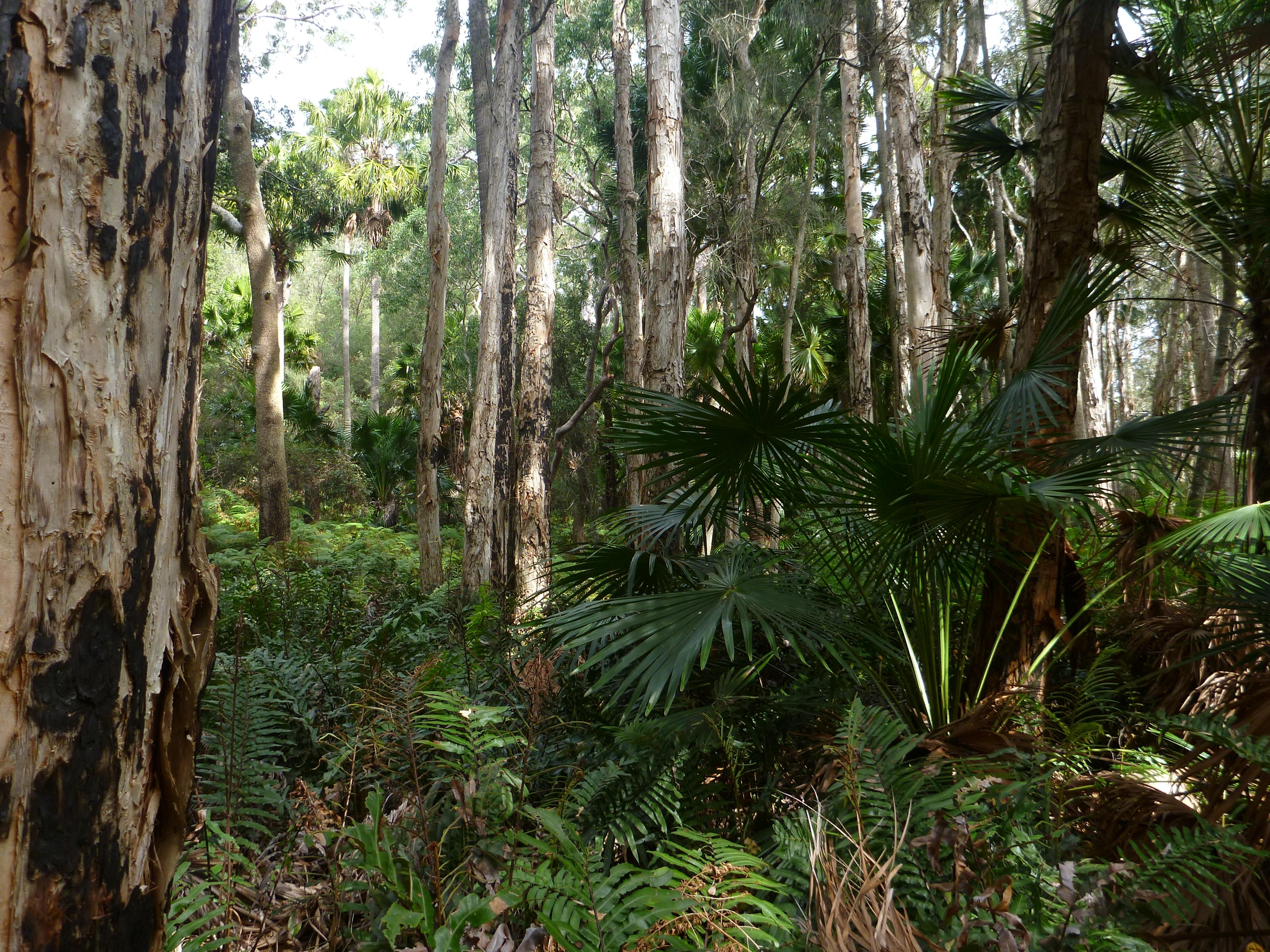 Wyrrabalong National Park