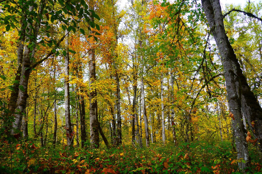 Elijah Bristow State Park