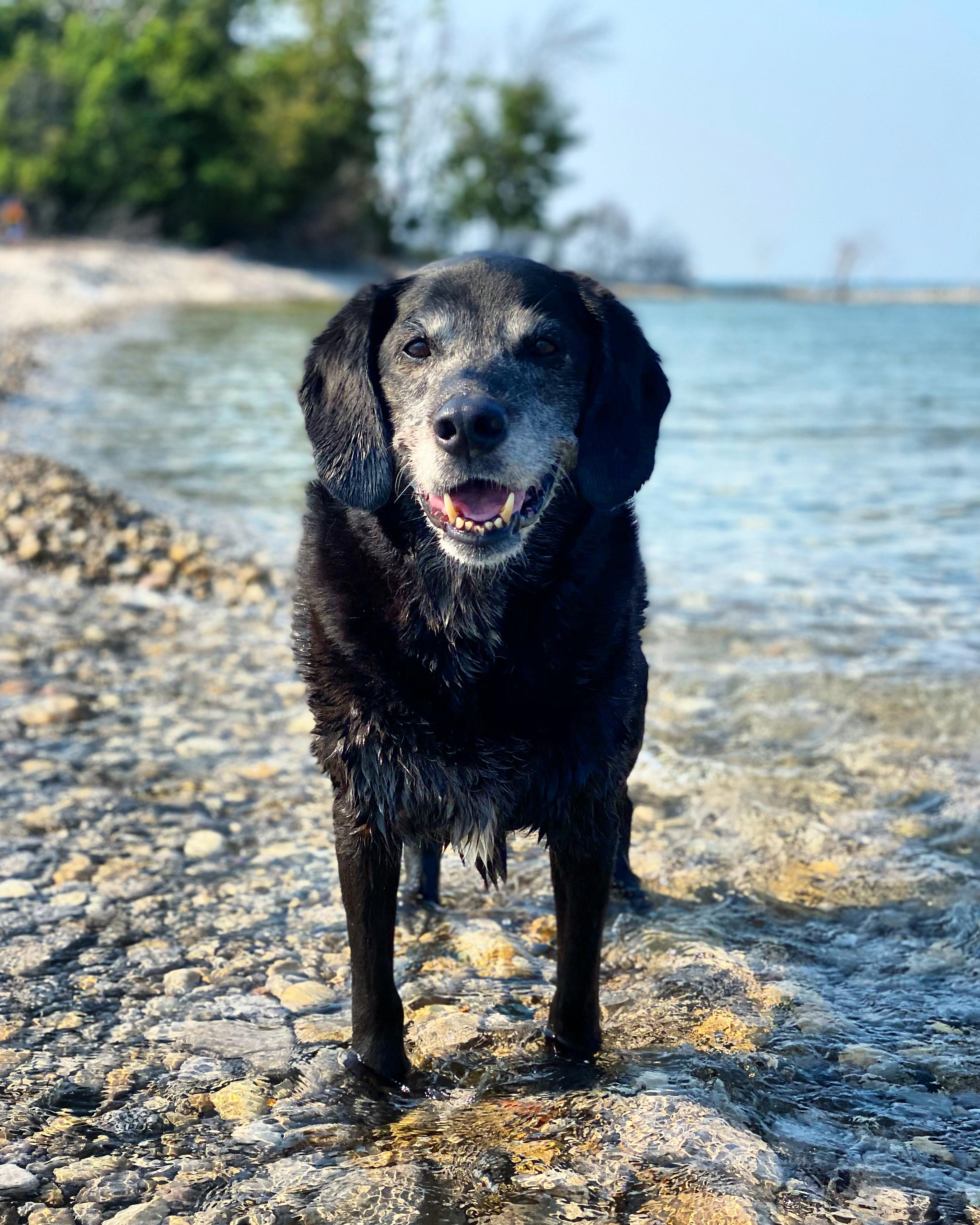 Dog days of summer at Fisherman’s Island - inside Fisherman Island State Park. A short canoe ride from the state park public beach. 