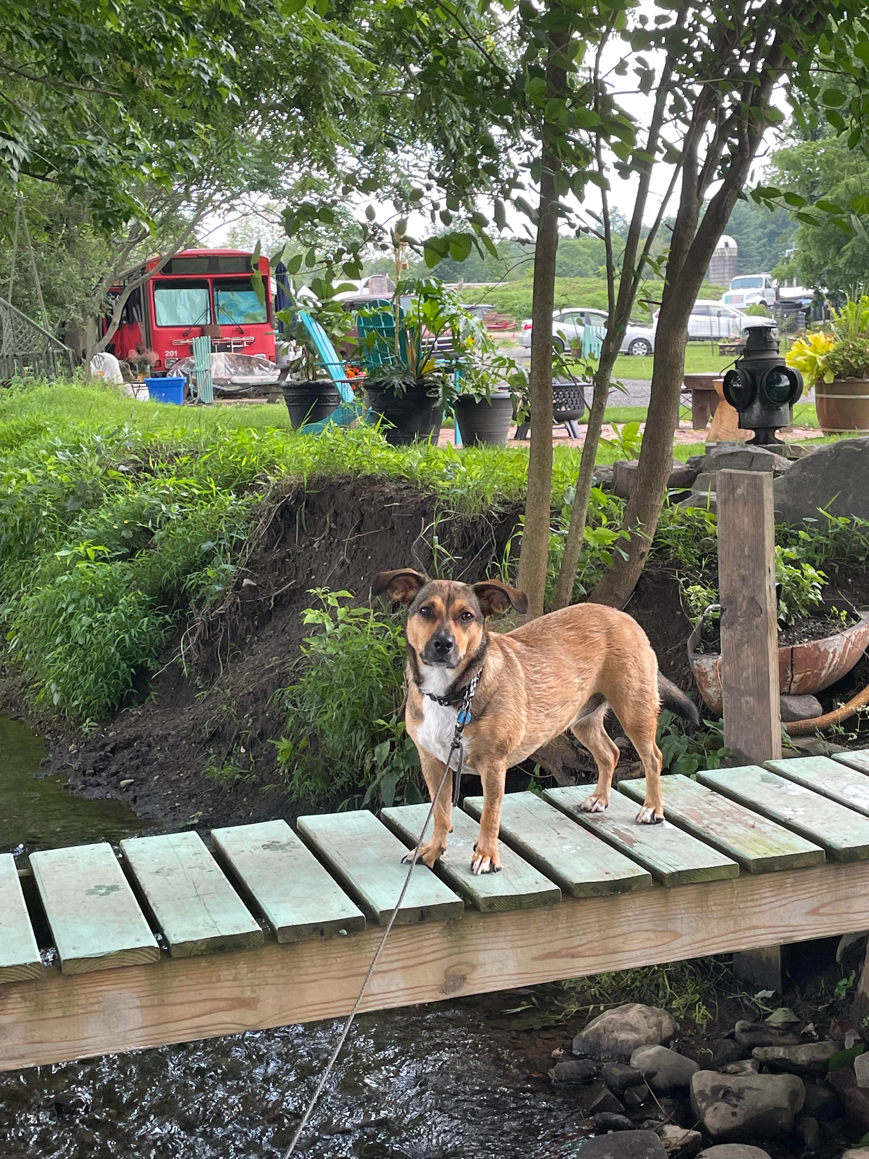 Glamp at Coyote Creek