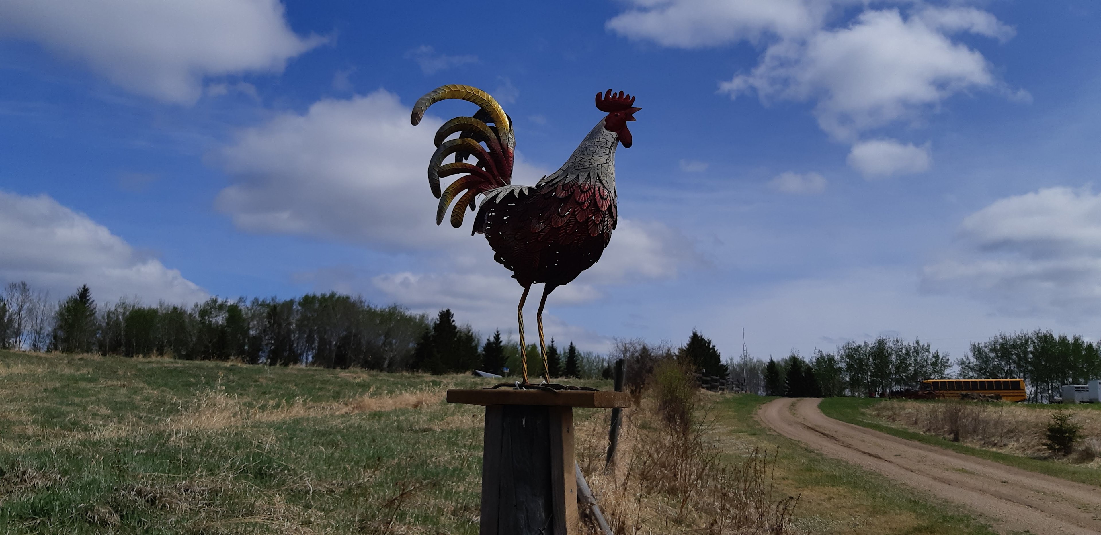 Driveway Rooster