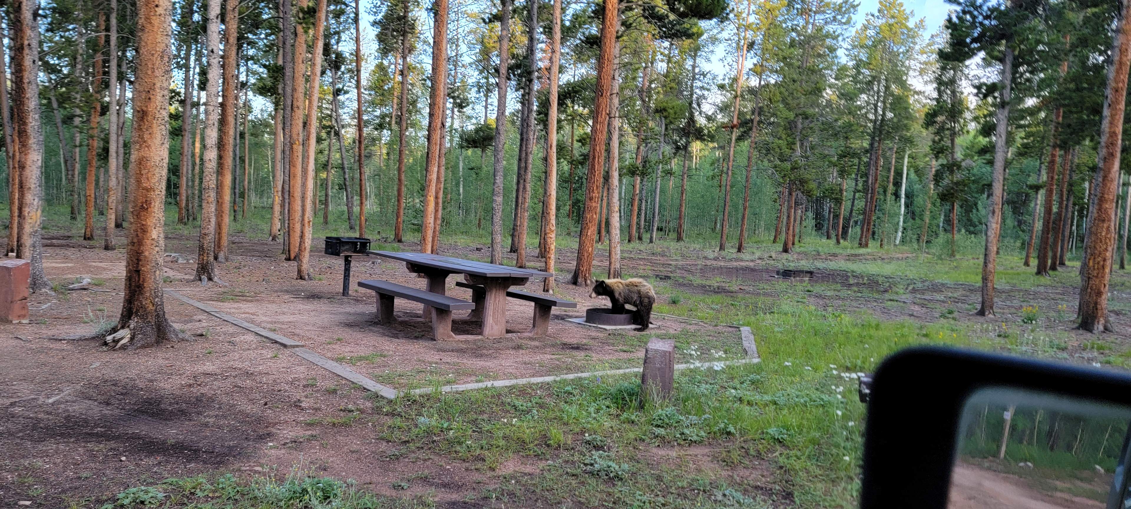 Timberline Campground