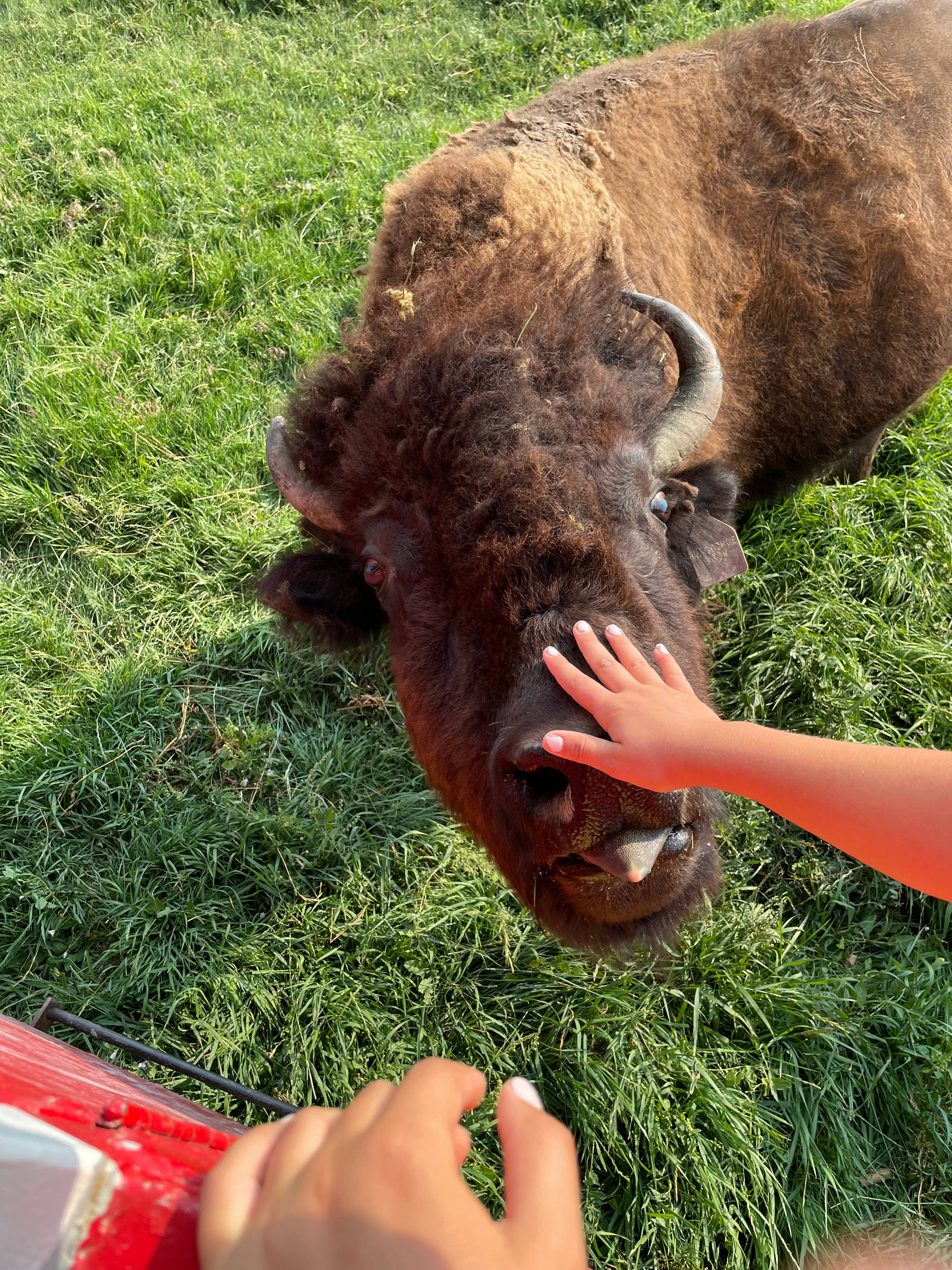Train tour to observe and feed bison 