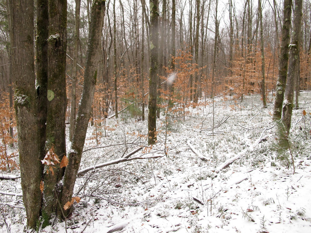 Betty and Wilbur Davis State Park