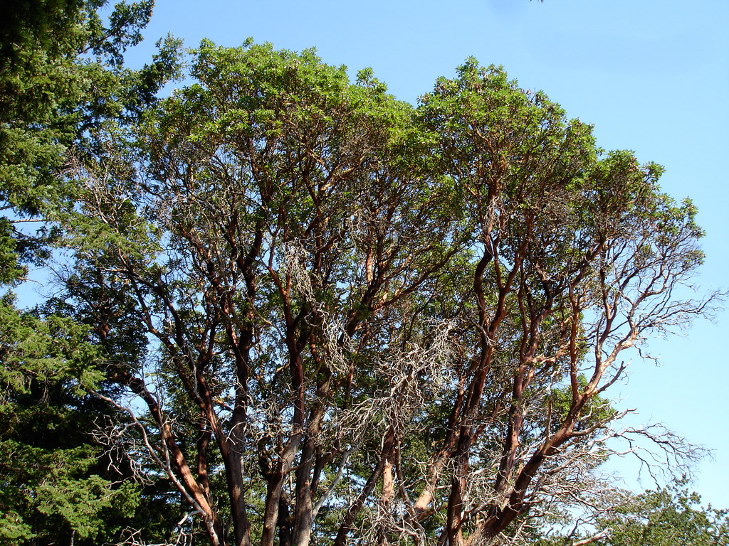 Arbutus Grove Provincial Park