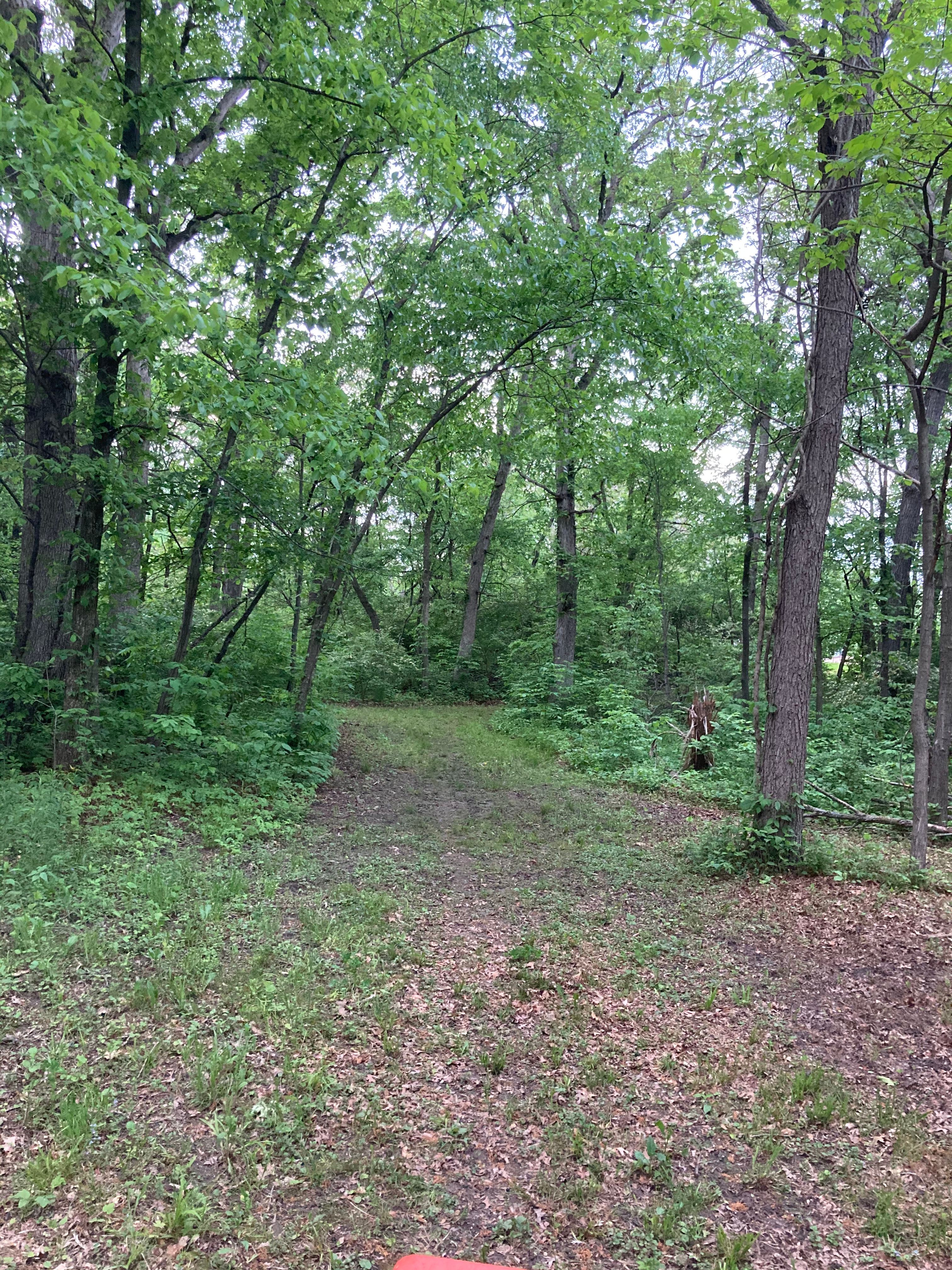 Welcome to our Magical Woods