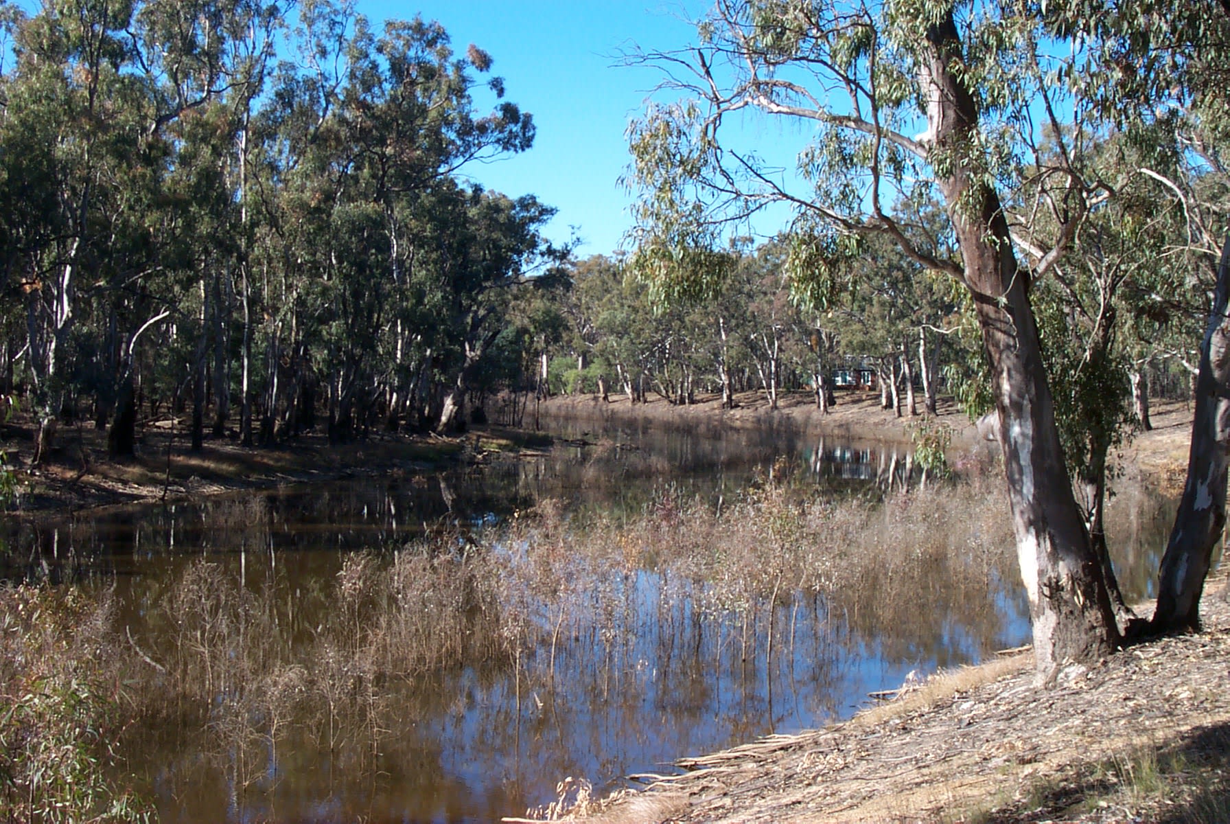 Barmah National Park
