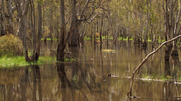 Gunbower National Park