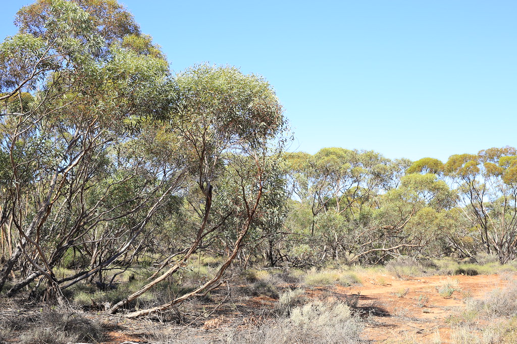 Kemendok National Park