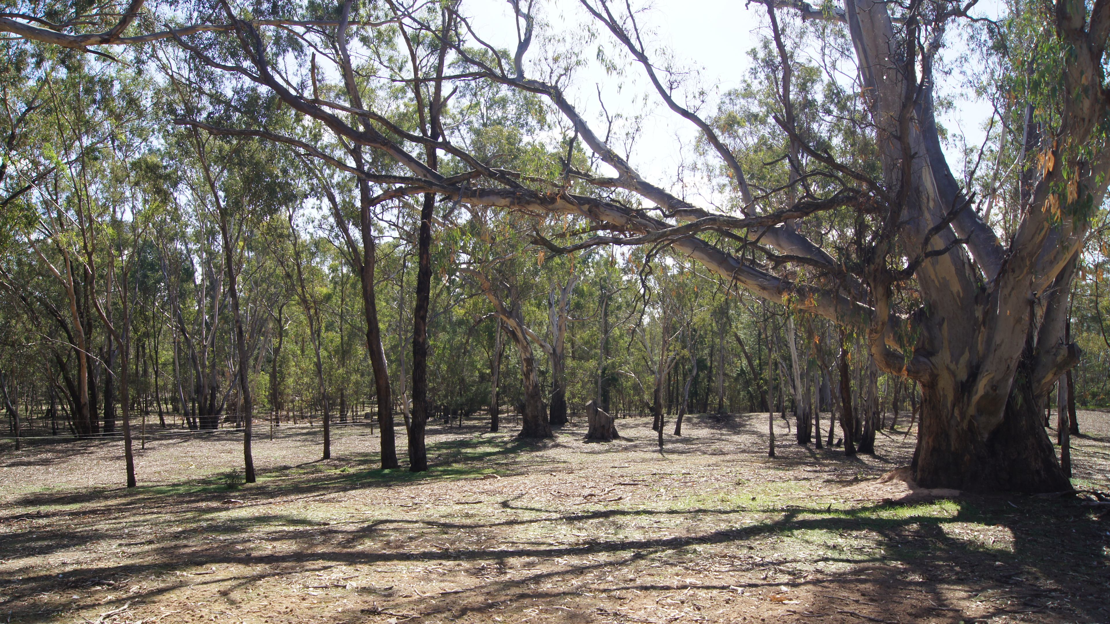 The forest is at your door. 