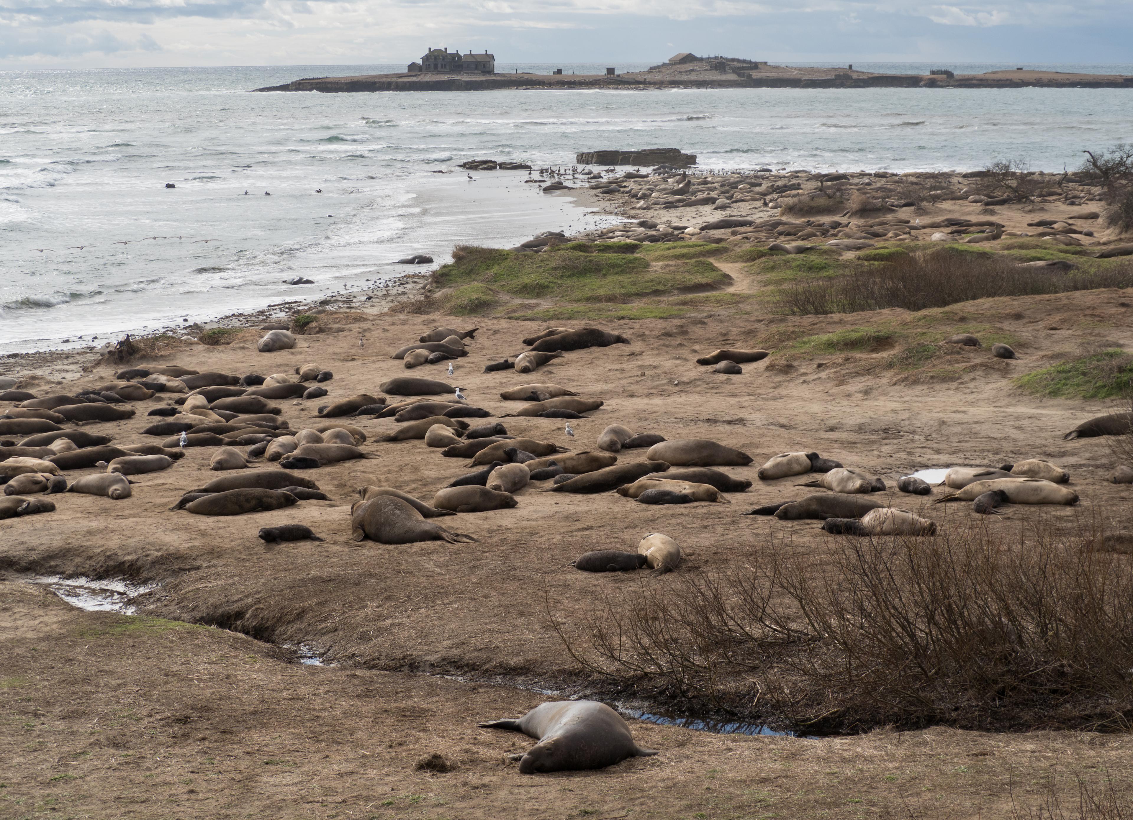 Año Nuevo State Park