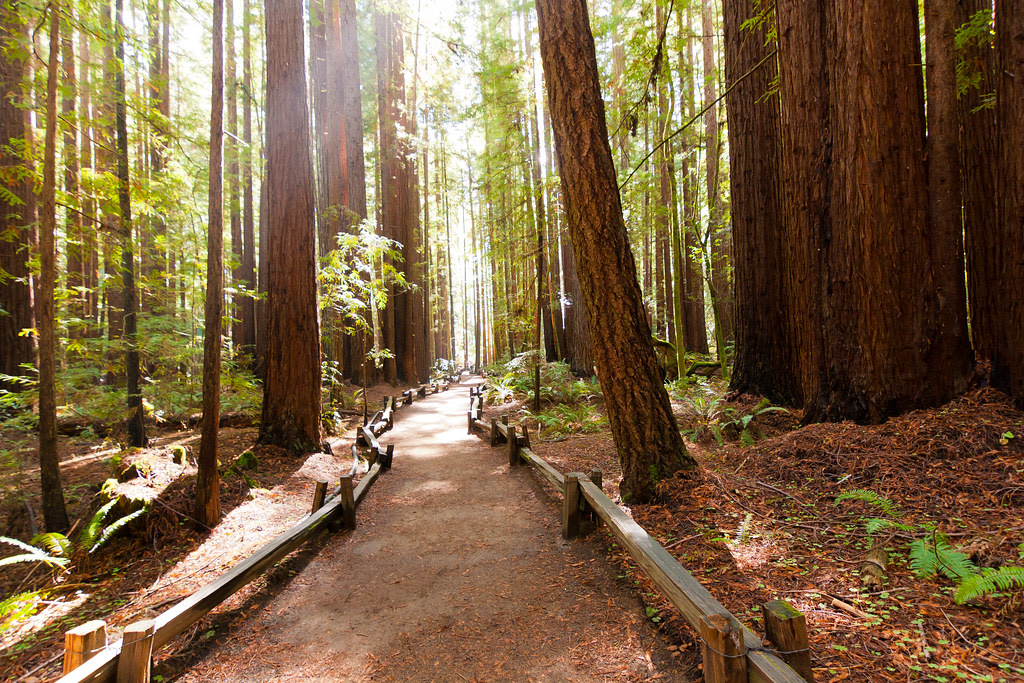 Armstrong Redwoods State Natural Reserve