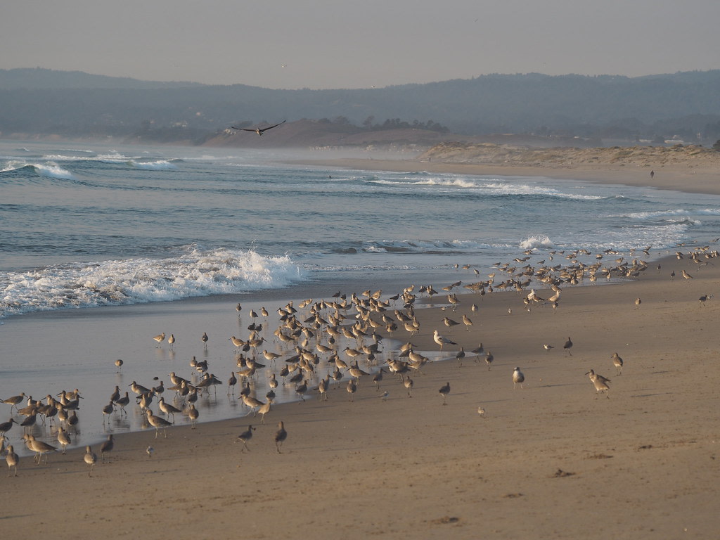Moss Landing State Beach