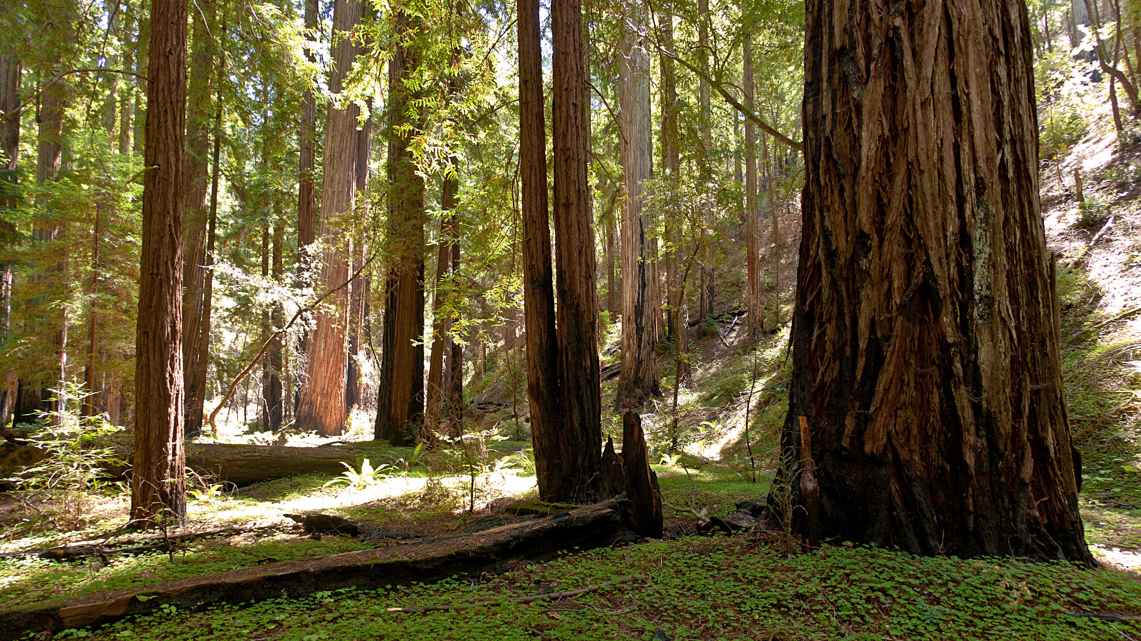 Montgomery Woods State Natural Reserve