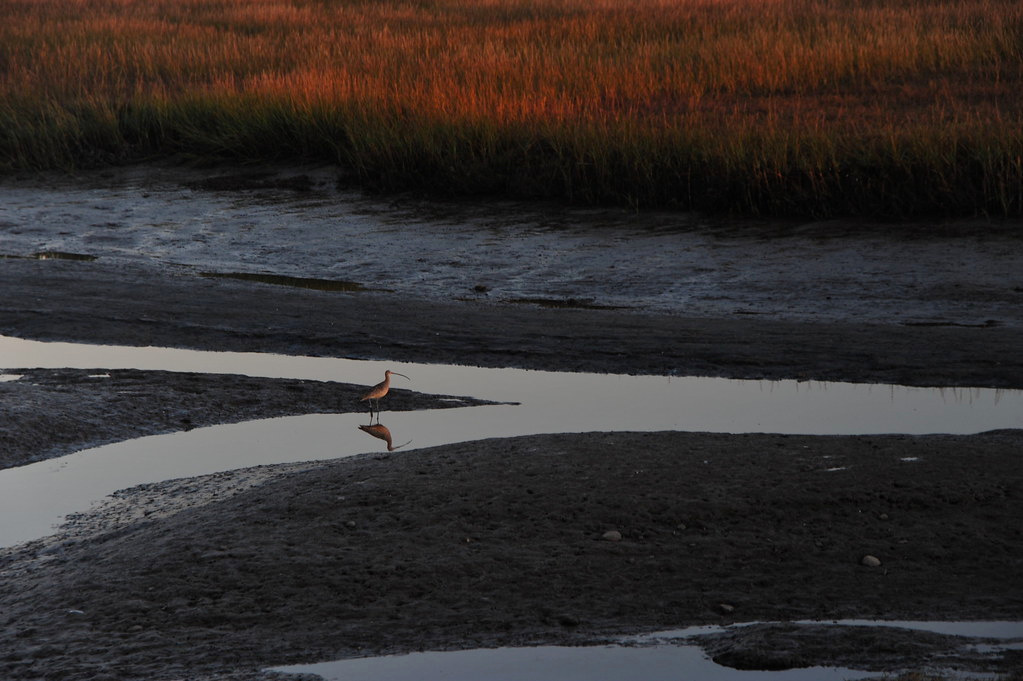 Tijuana Estuary
