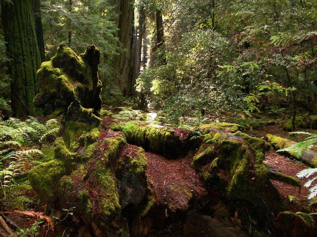 Mendocino Woodlands State Park
