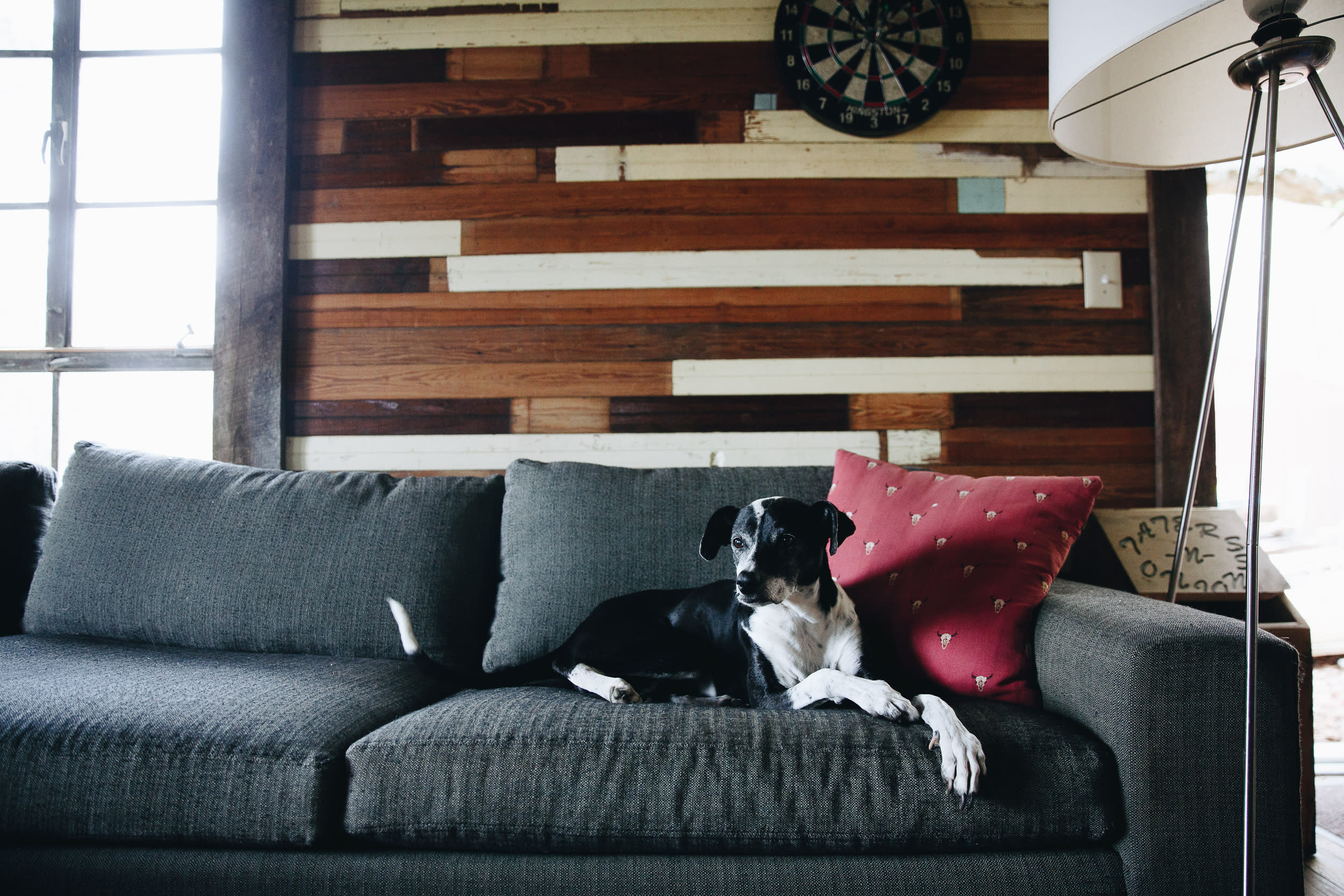 Lulu, one of the dogs you will see running around 