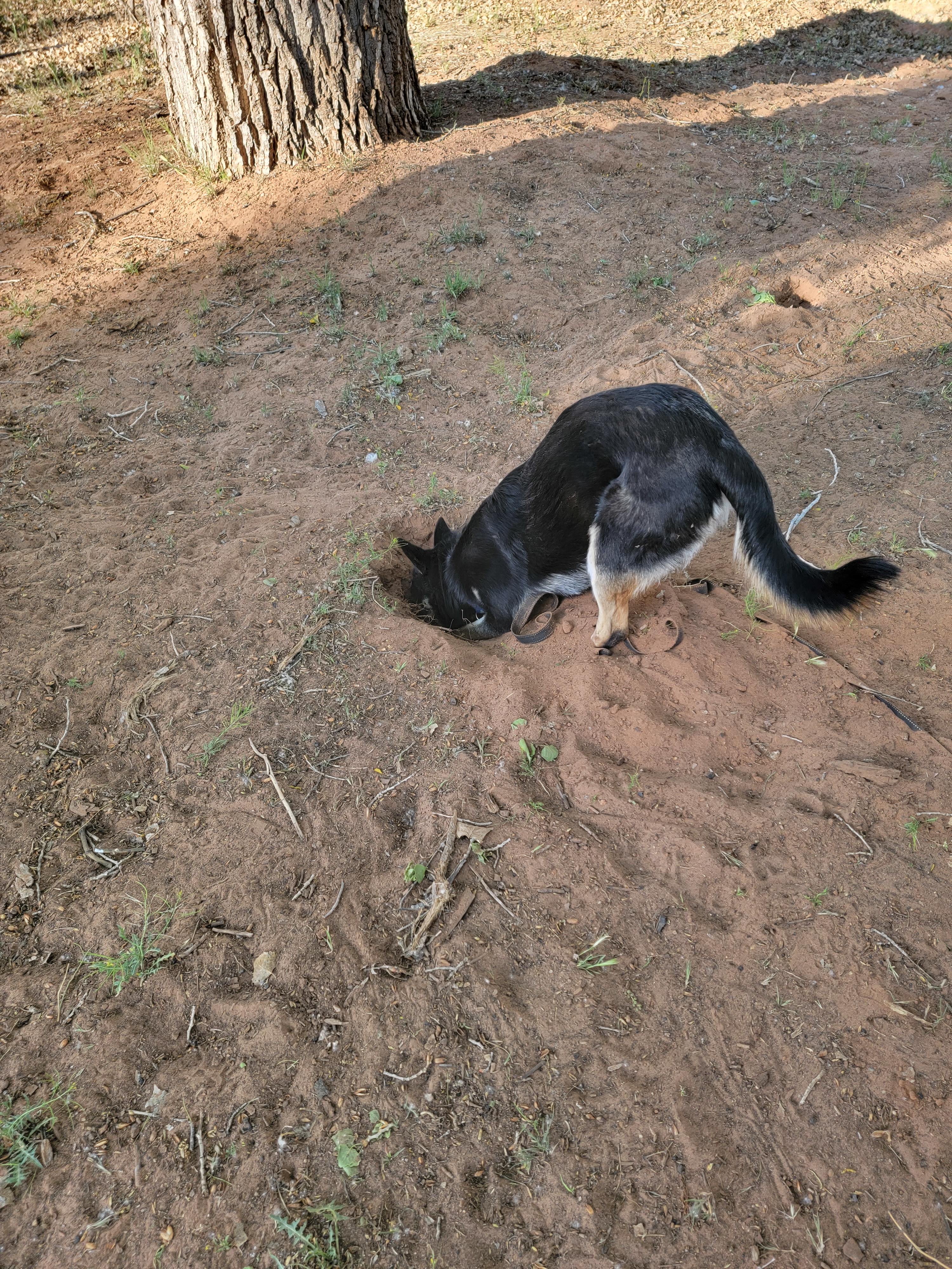 Luci had fun. I tried my best to fill in the hole